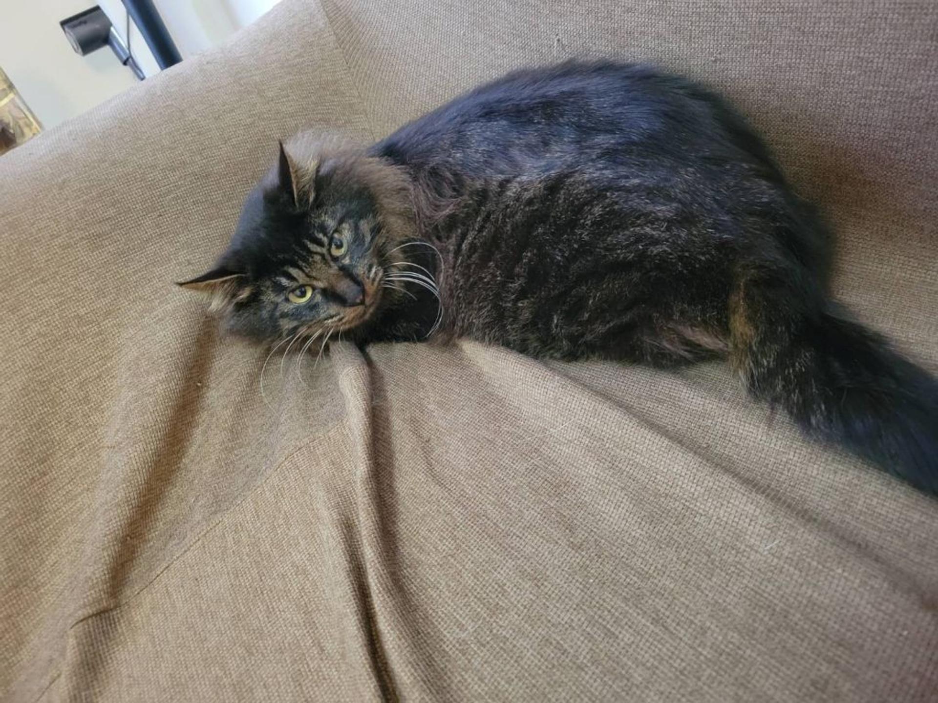 pet-image-9