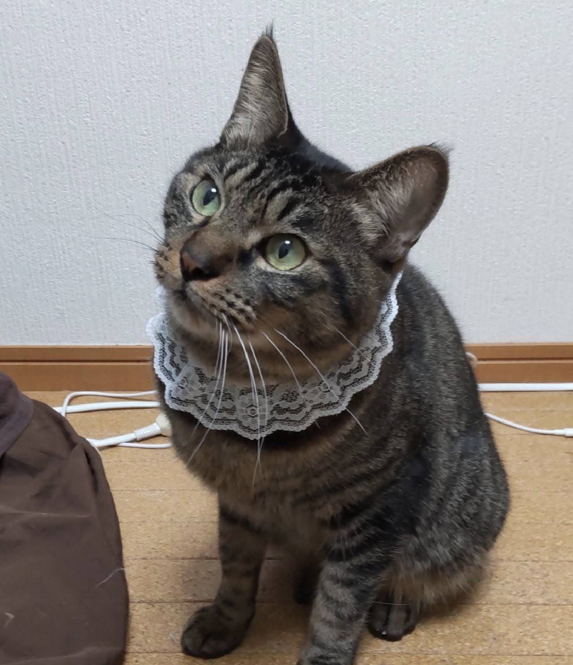 雑種（ミックス猫）・オスの里親募集の写真