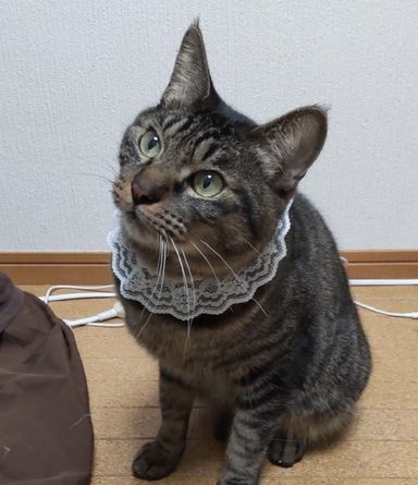 ハリーの写真