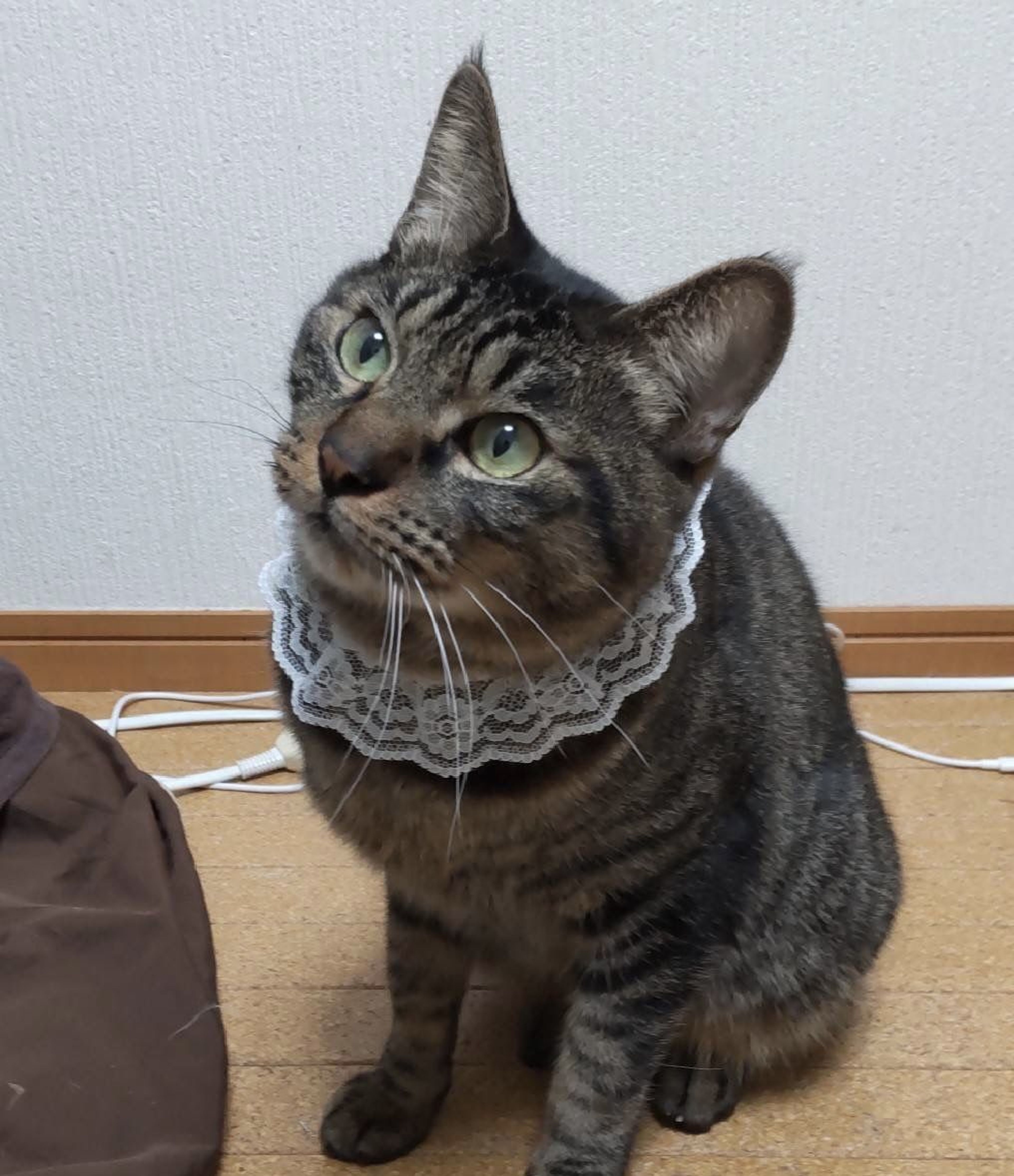 雑種（ミックス猫）・オスの里親募集の写真