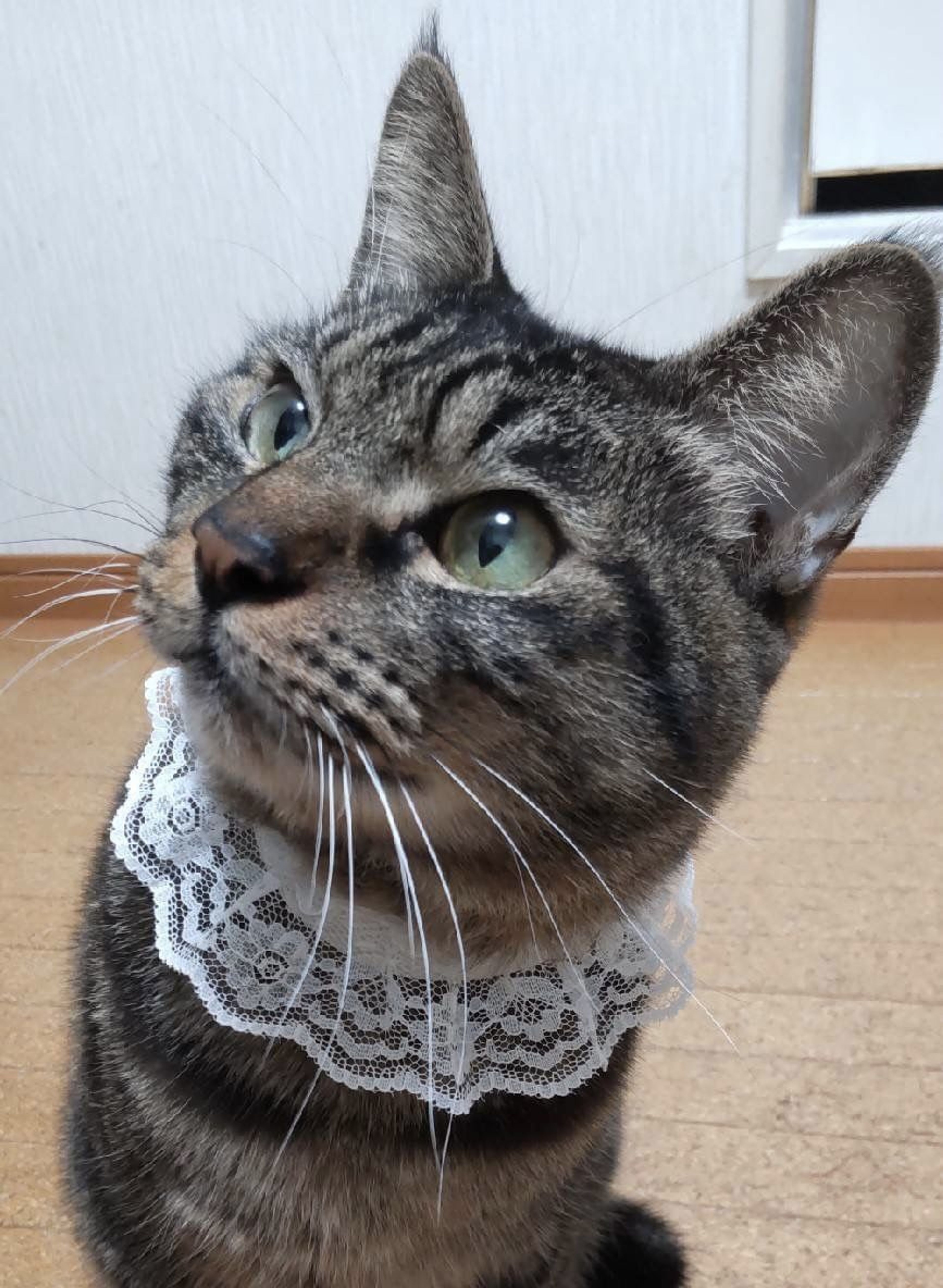 pet-image-2