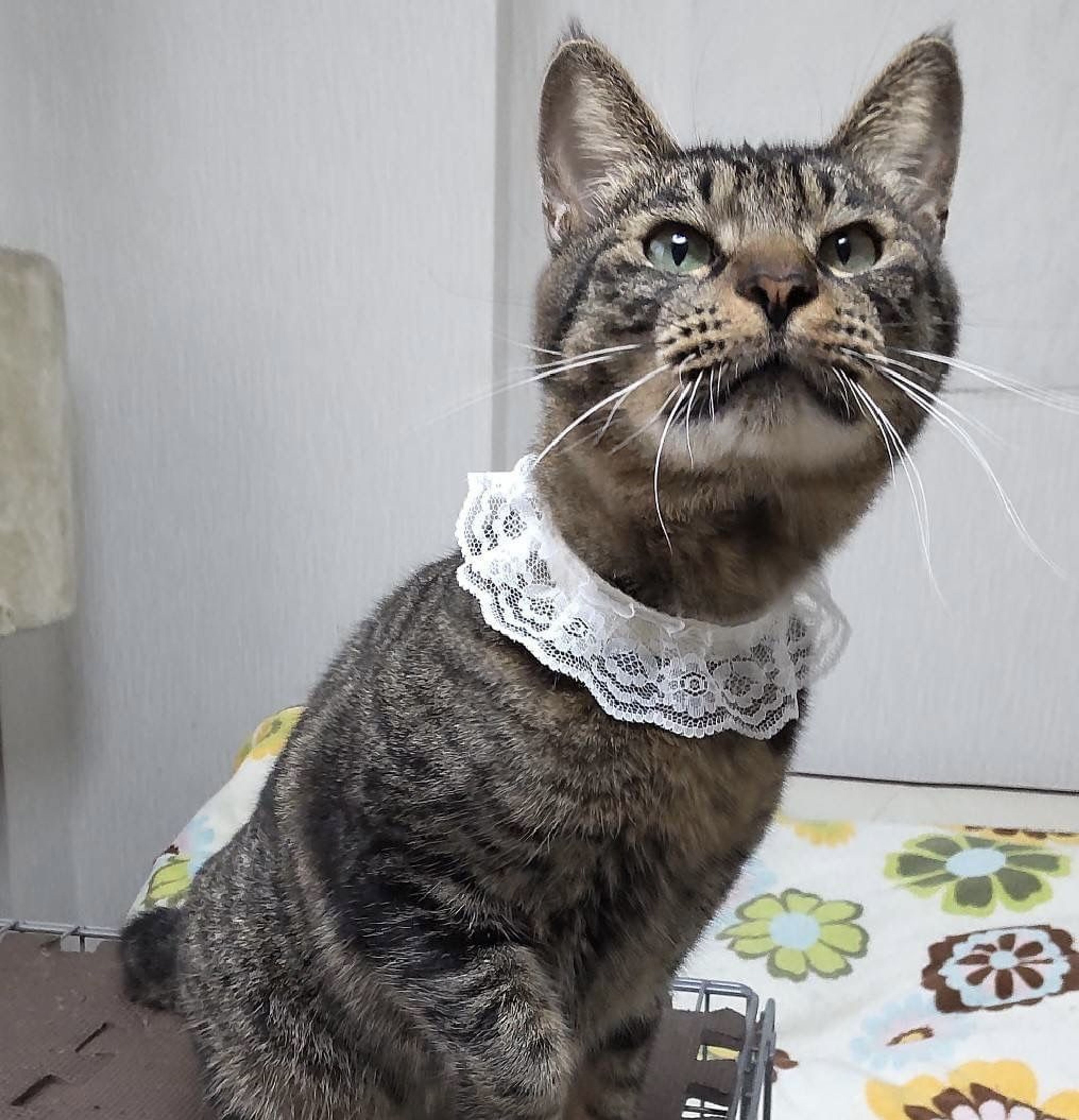 pet-image-4