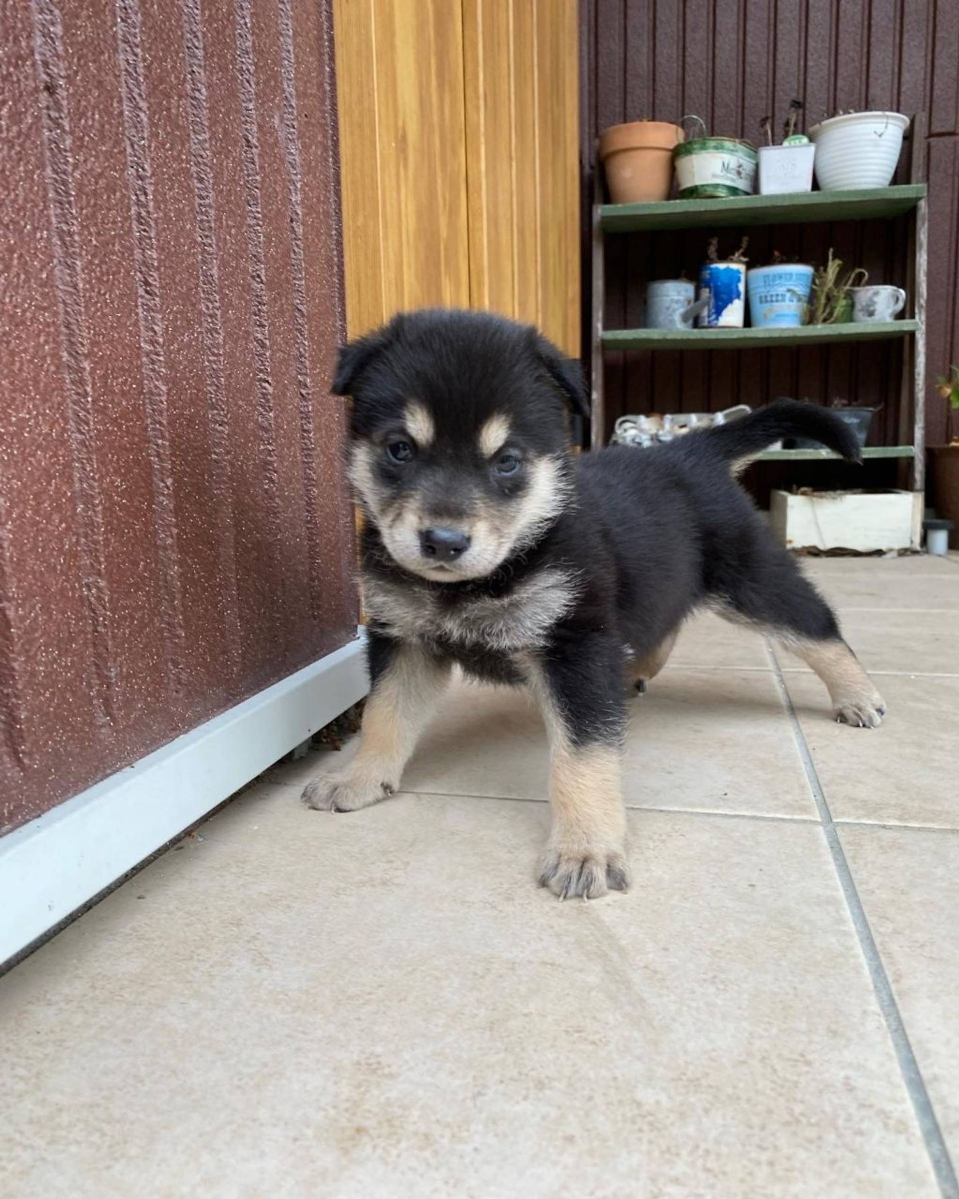 雑種（ミックス犬）・メスの里親募集の写真