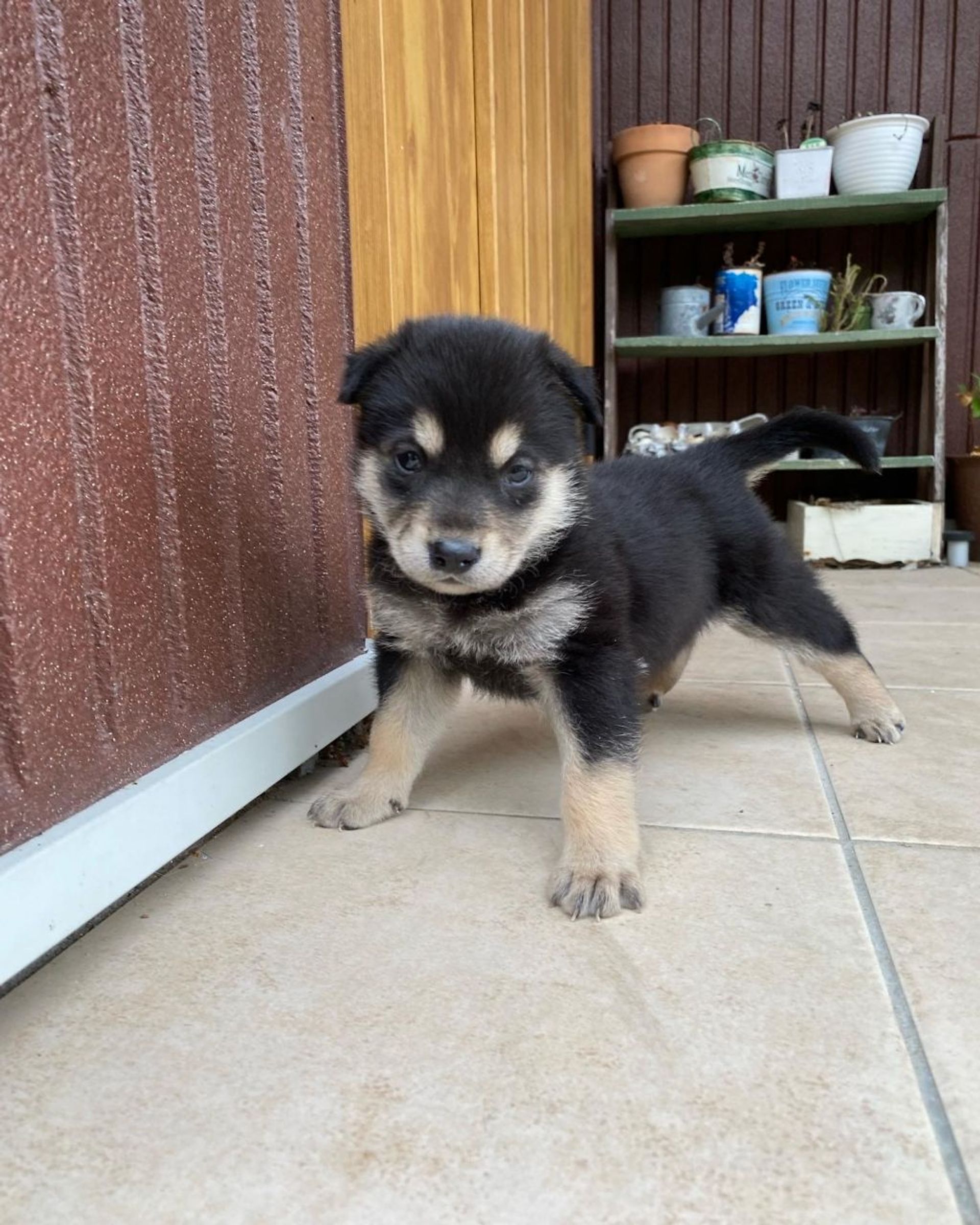 雑種（ミックス犬）・メスの里親募集の写真