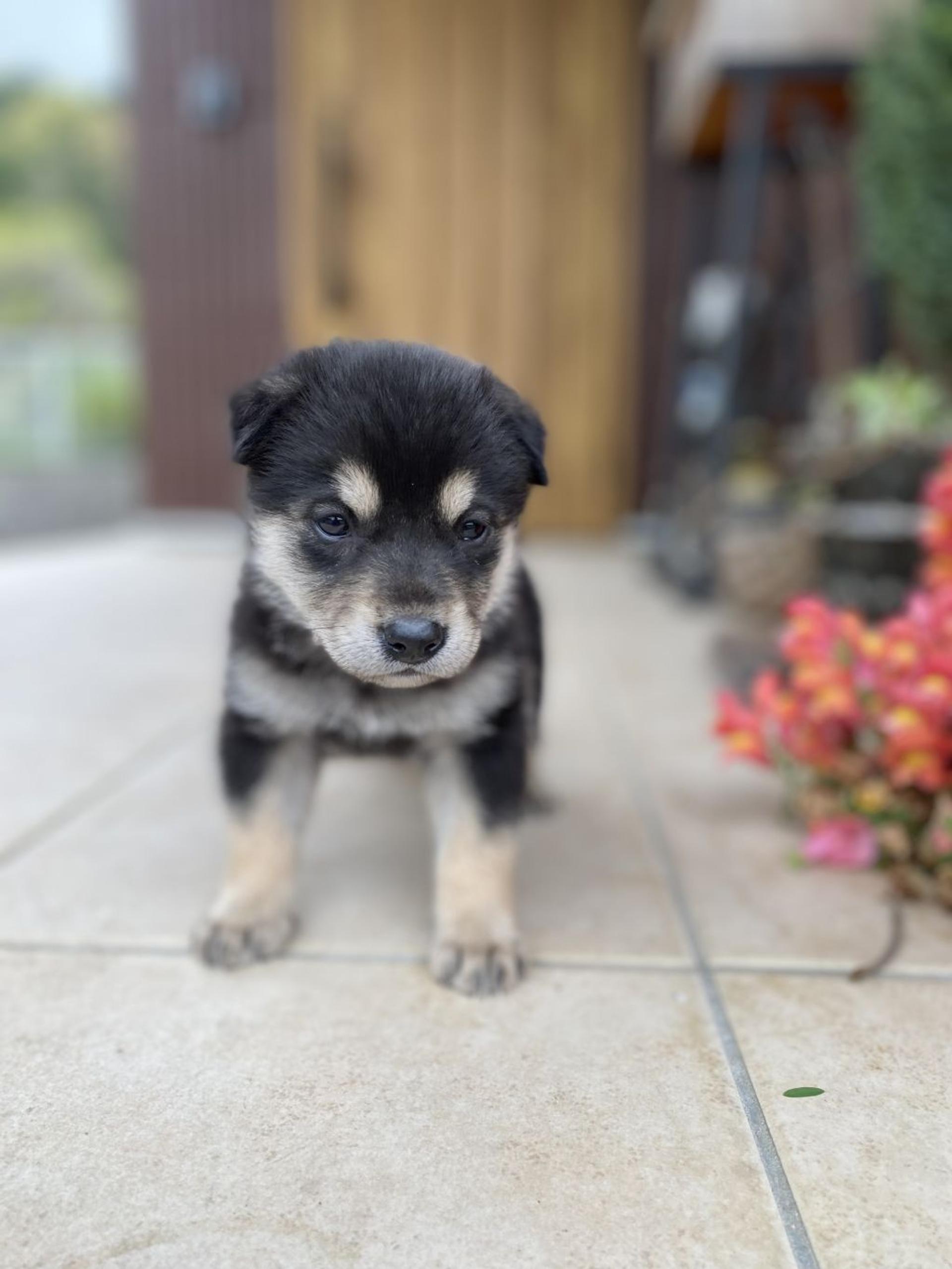 pet-image-3