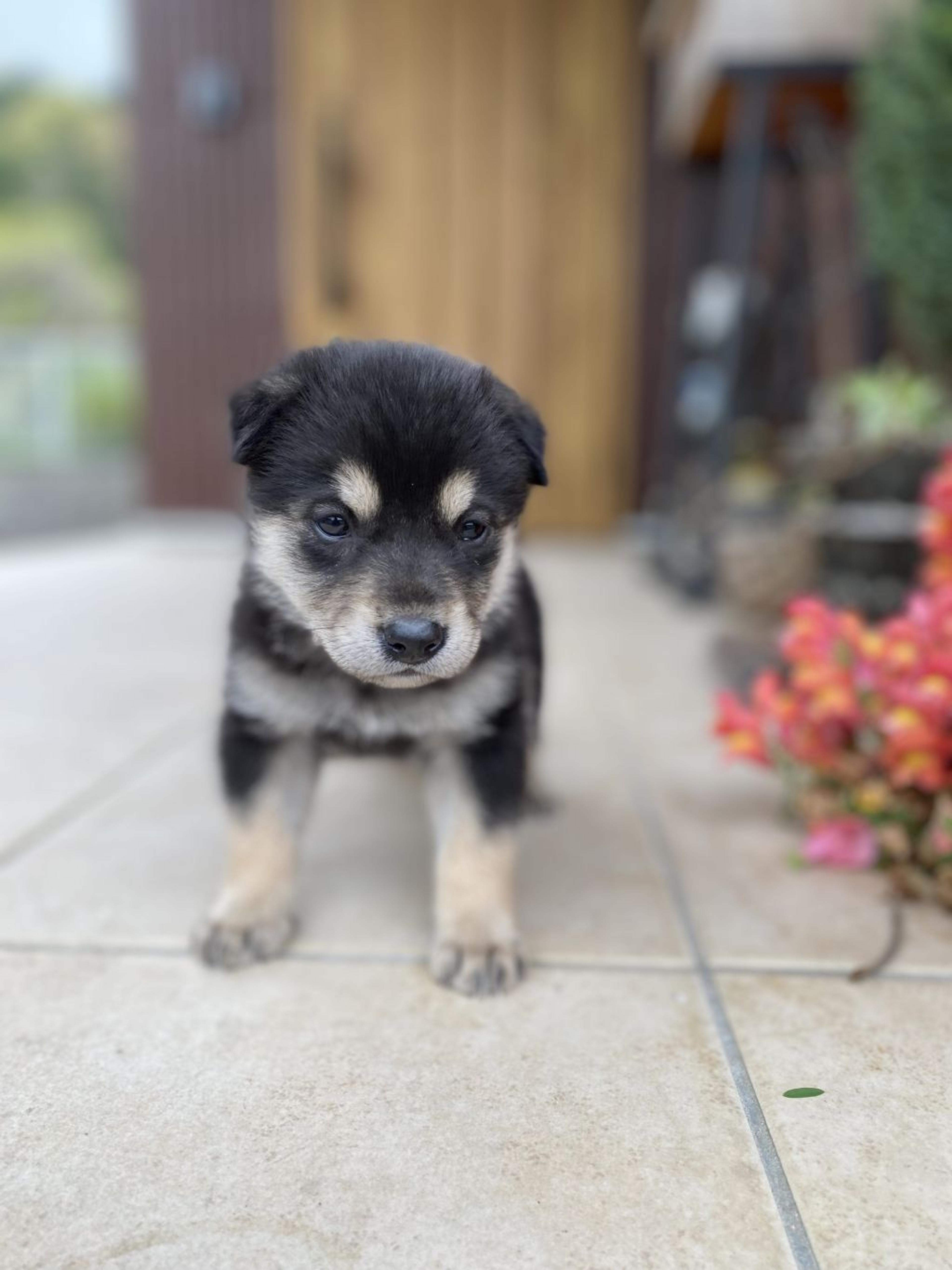 pet-image-3