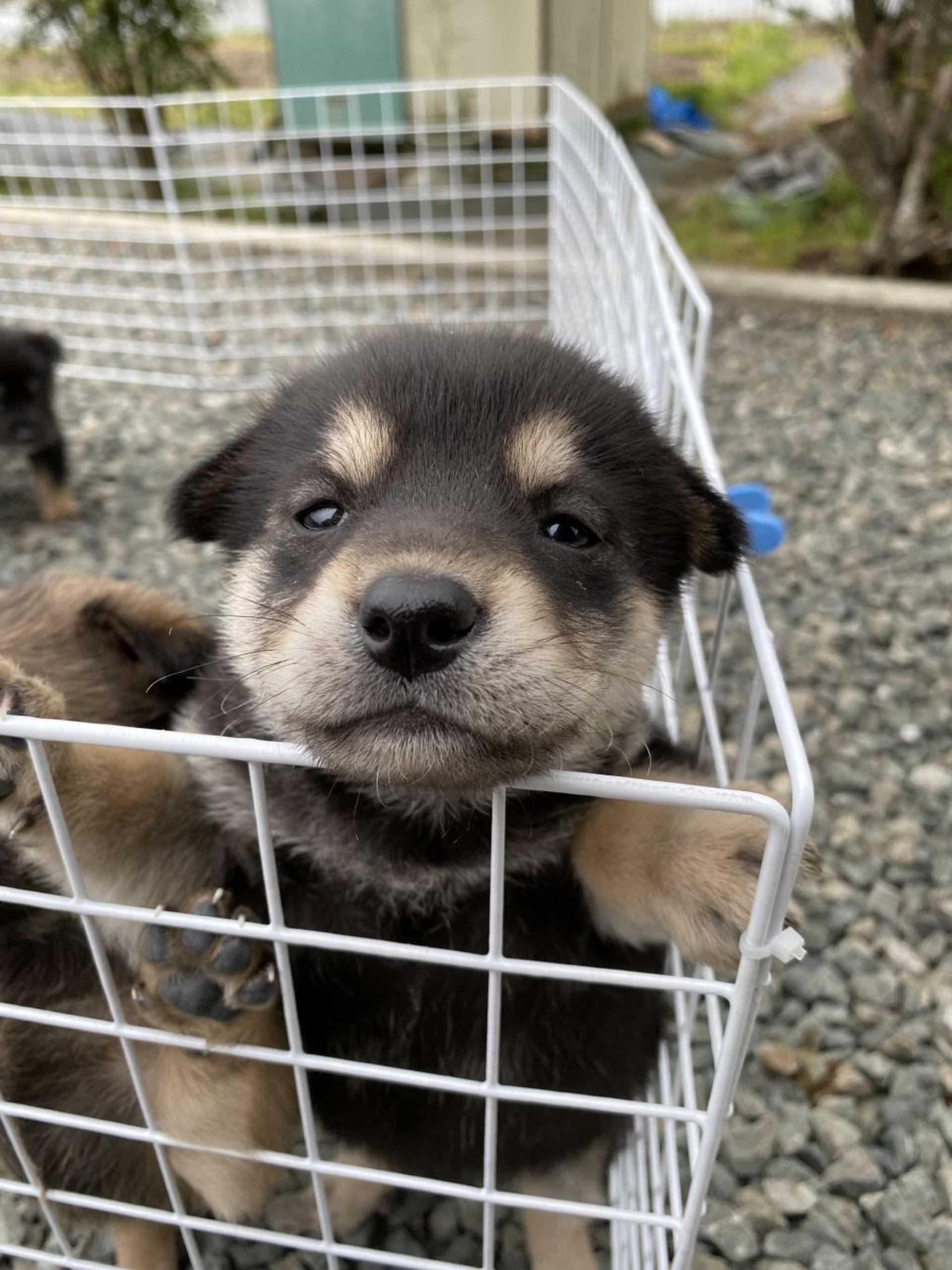 pet-image-6
