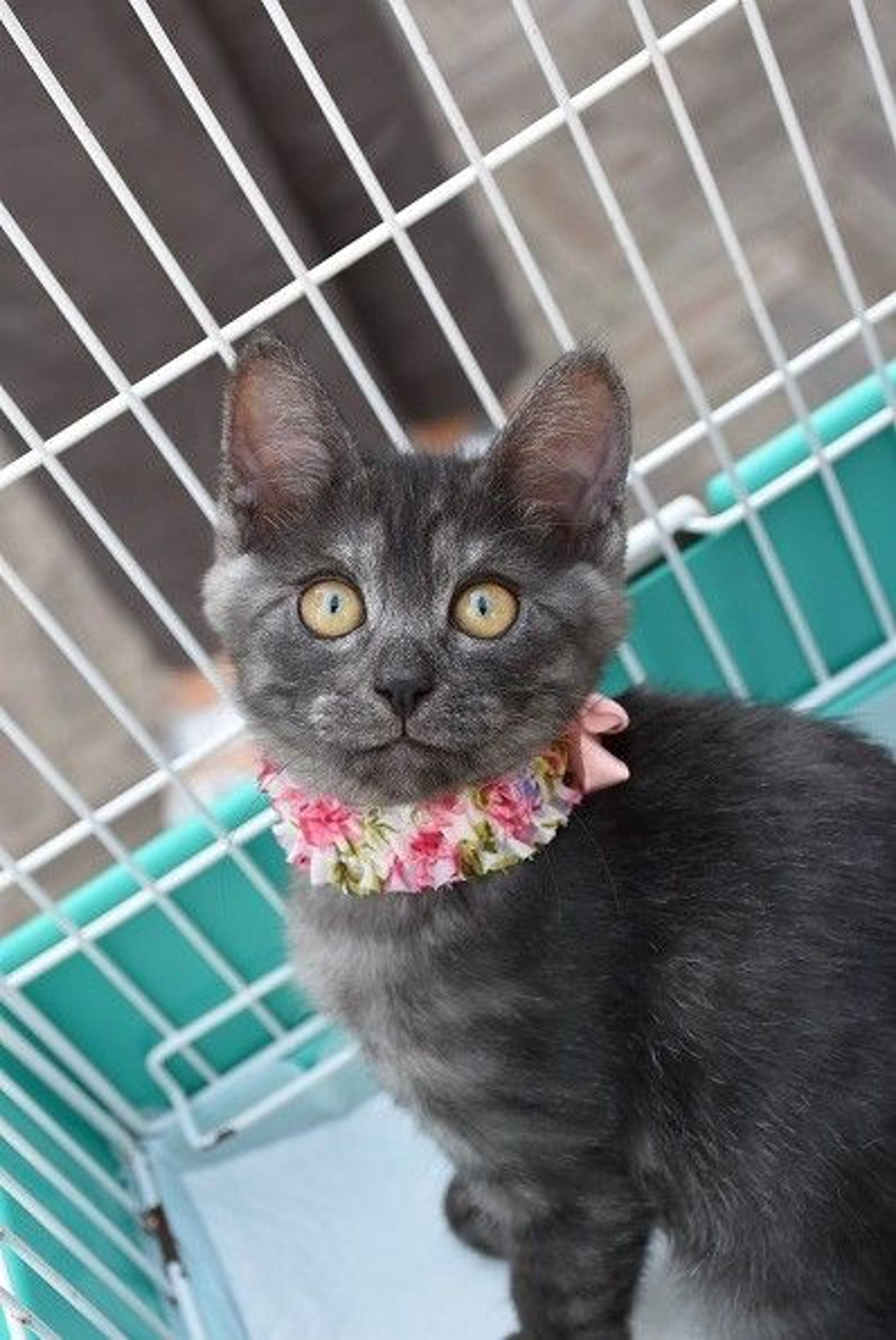 雑種（ミックス猫）・メスの里親募集の写真