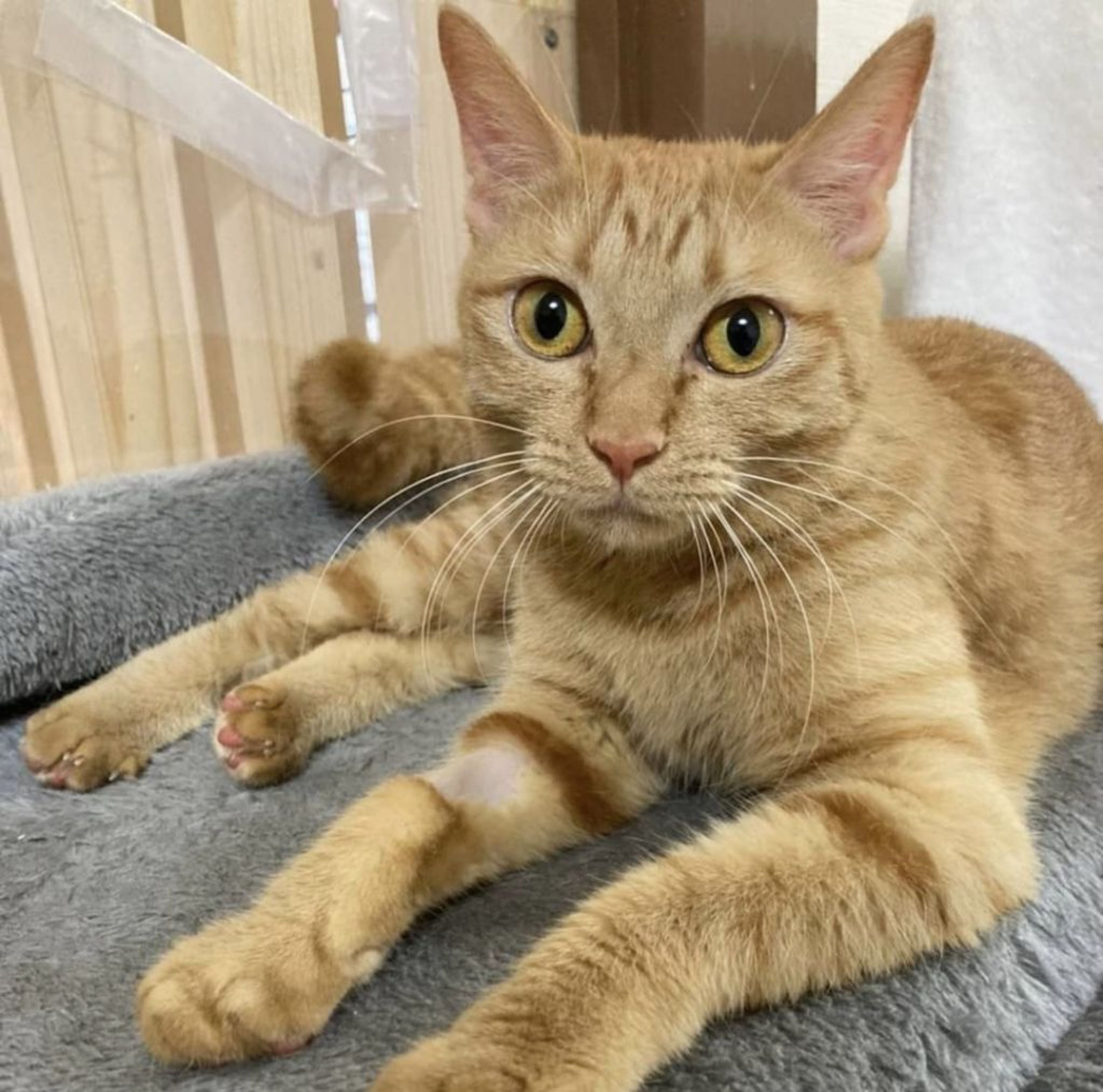 雑種（ミックス猫）・メスの里親募集の写真