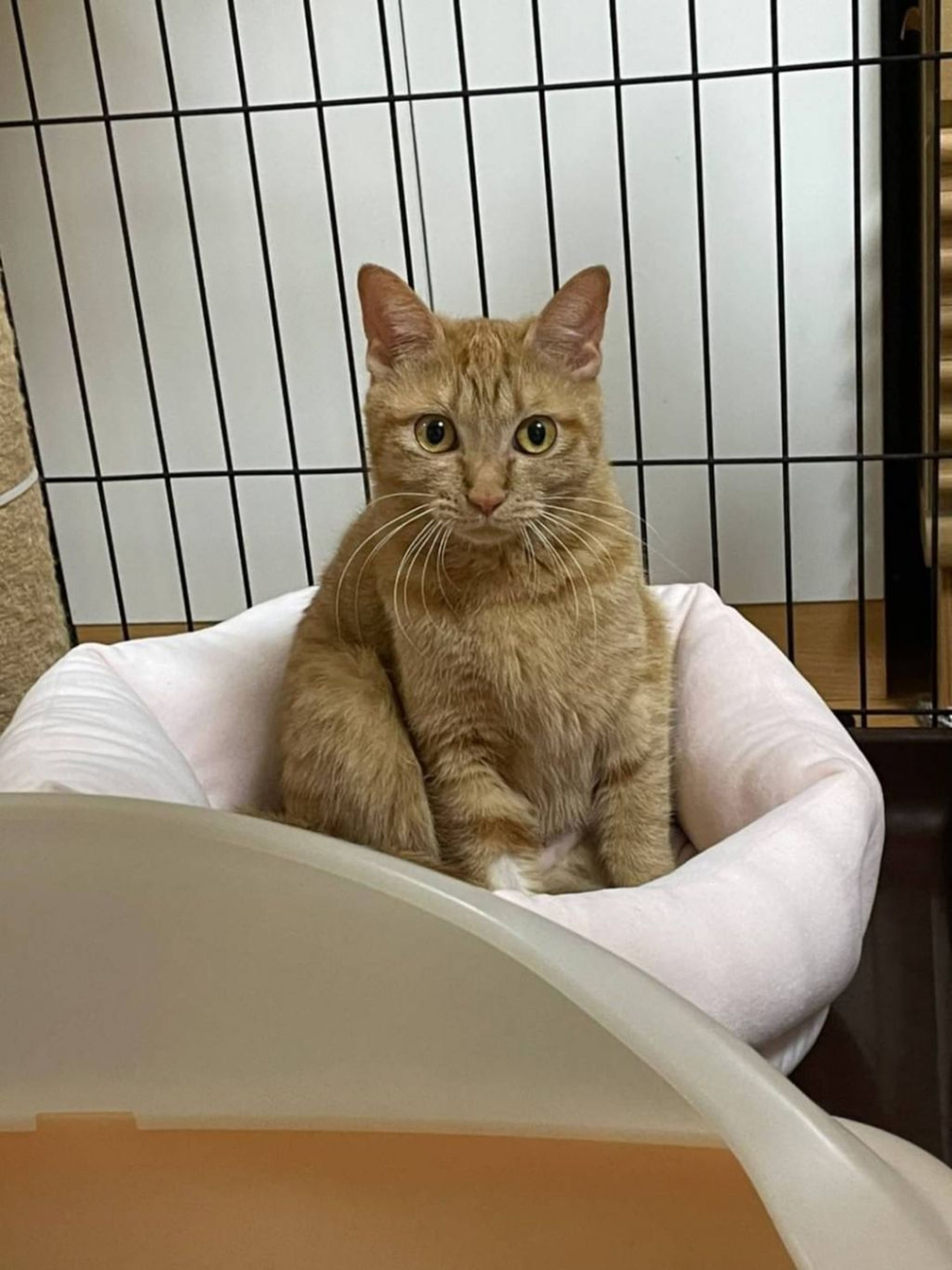 pet-image-3