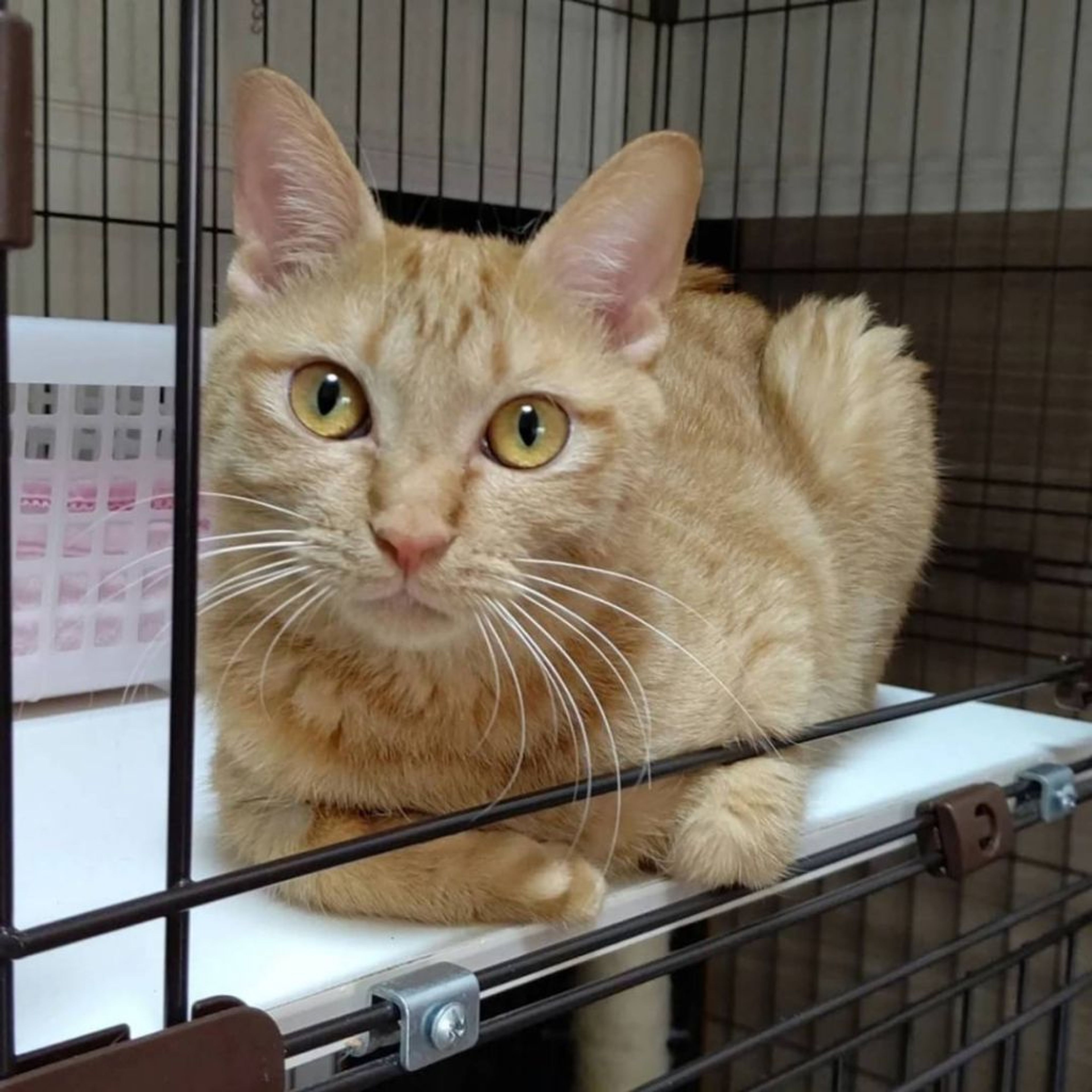 pet-image-5