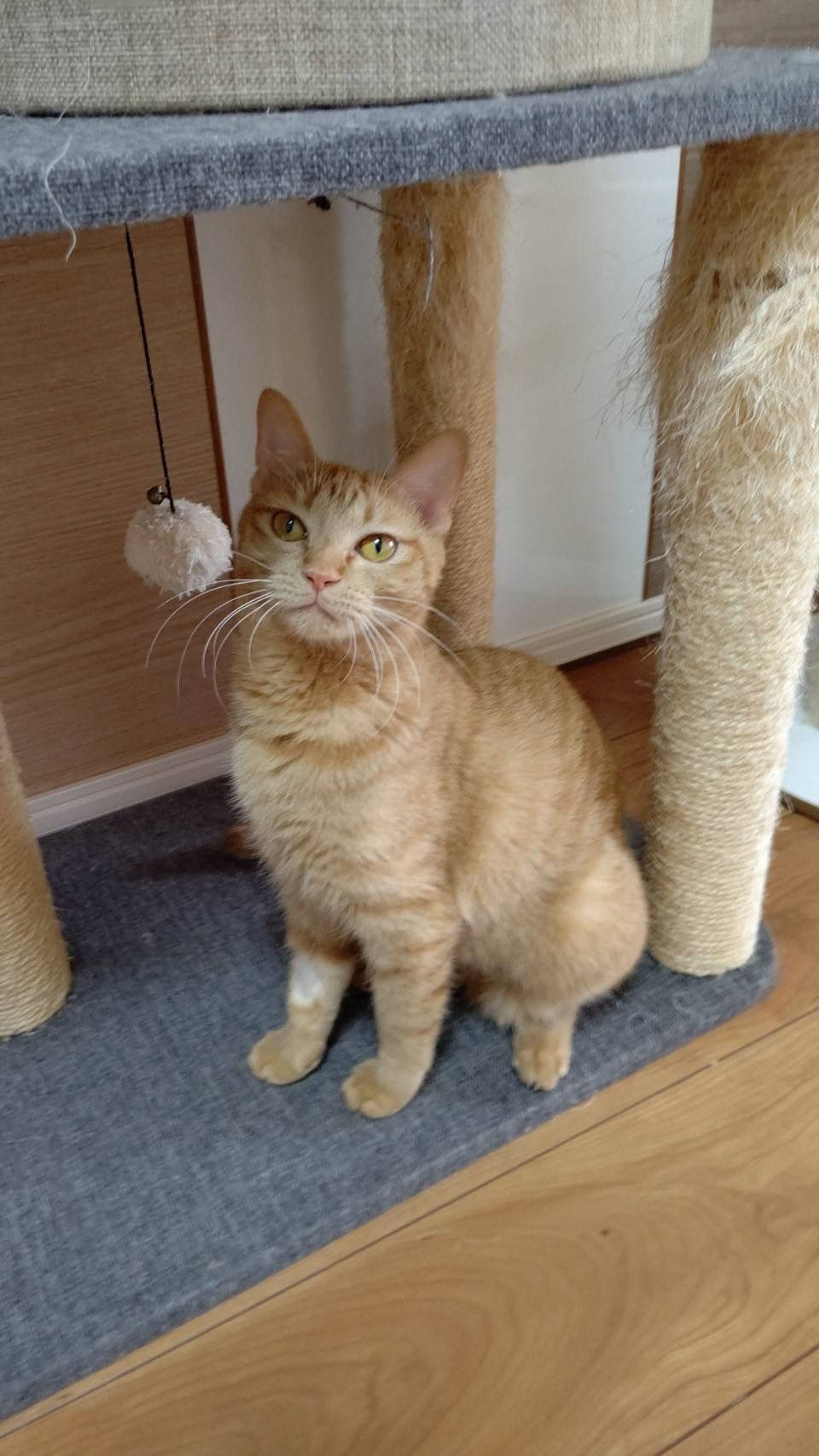 pet-image-6