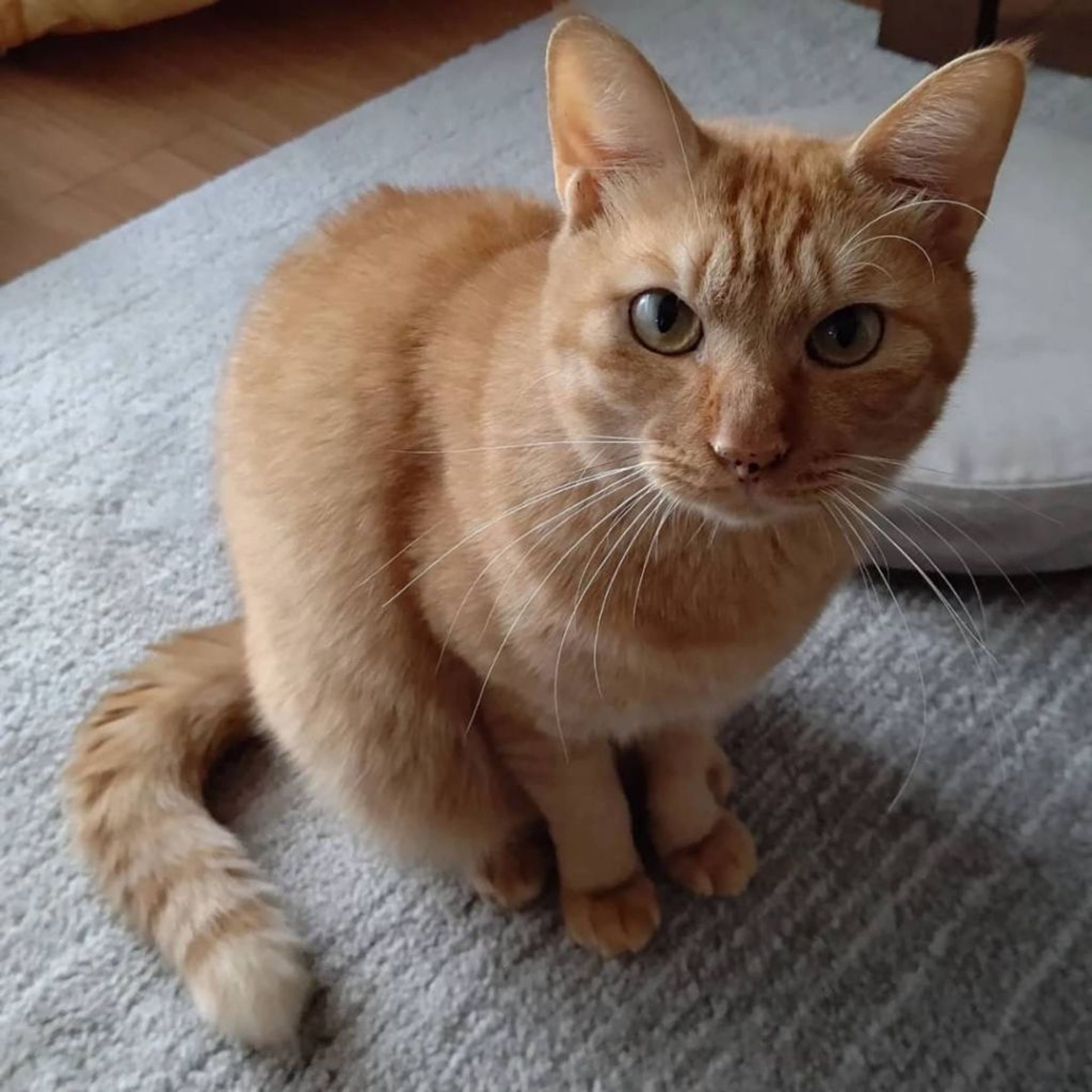 雑種（ミックス猫）・オスの里親募集の写真