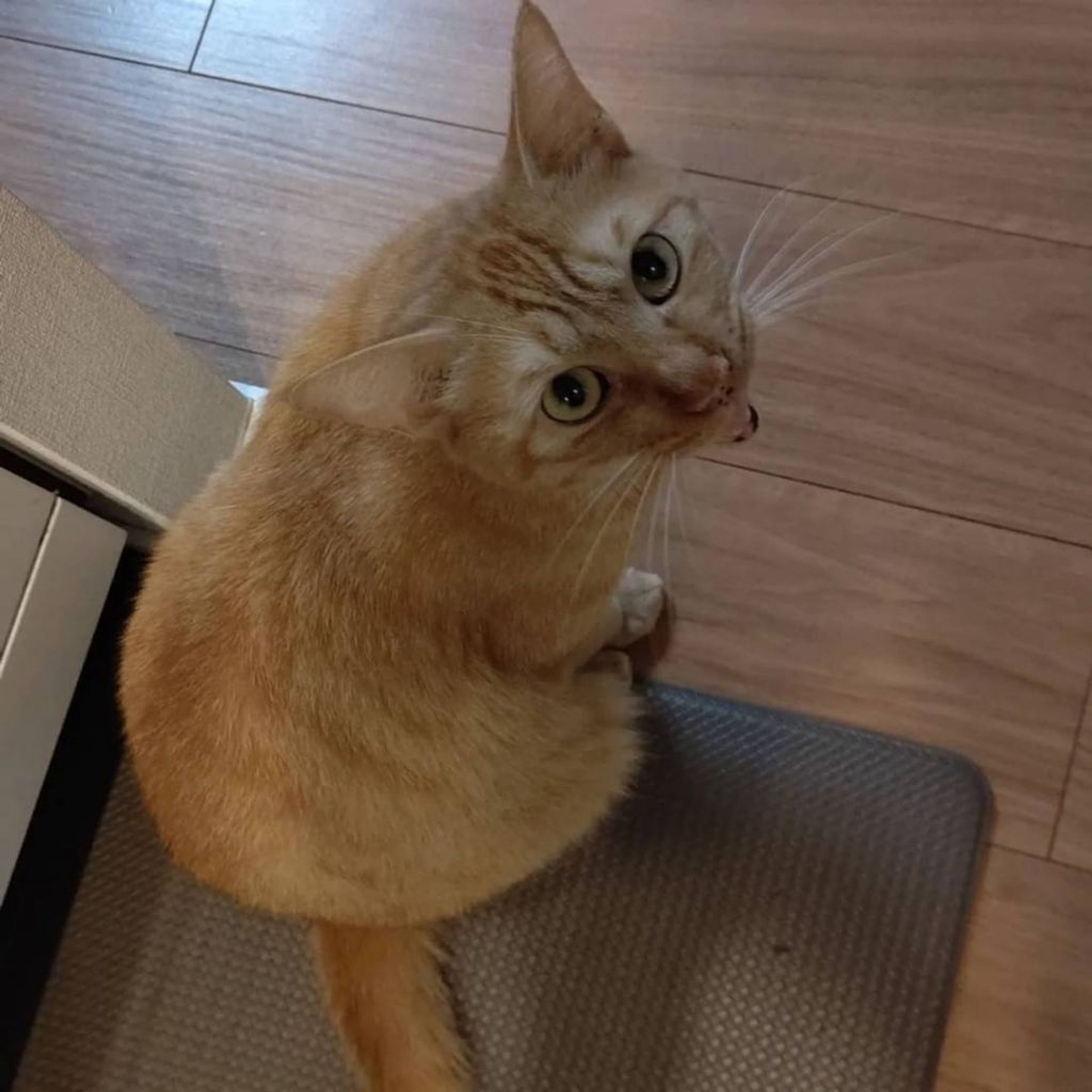 pet-image-2