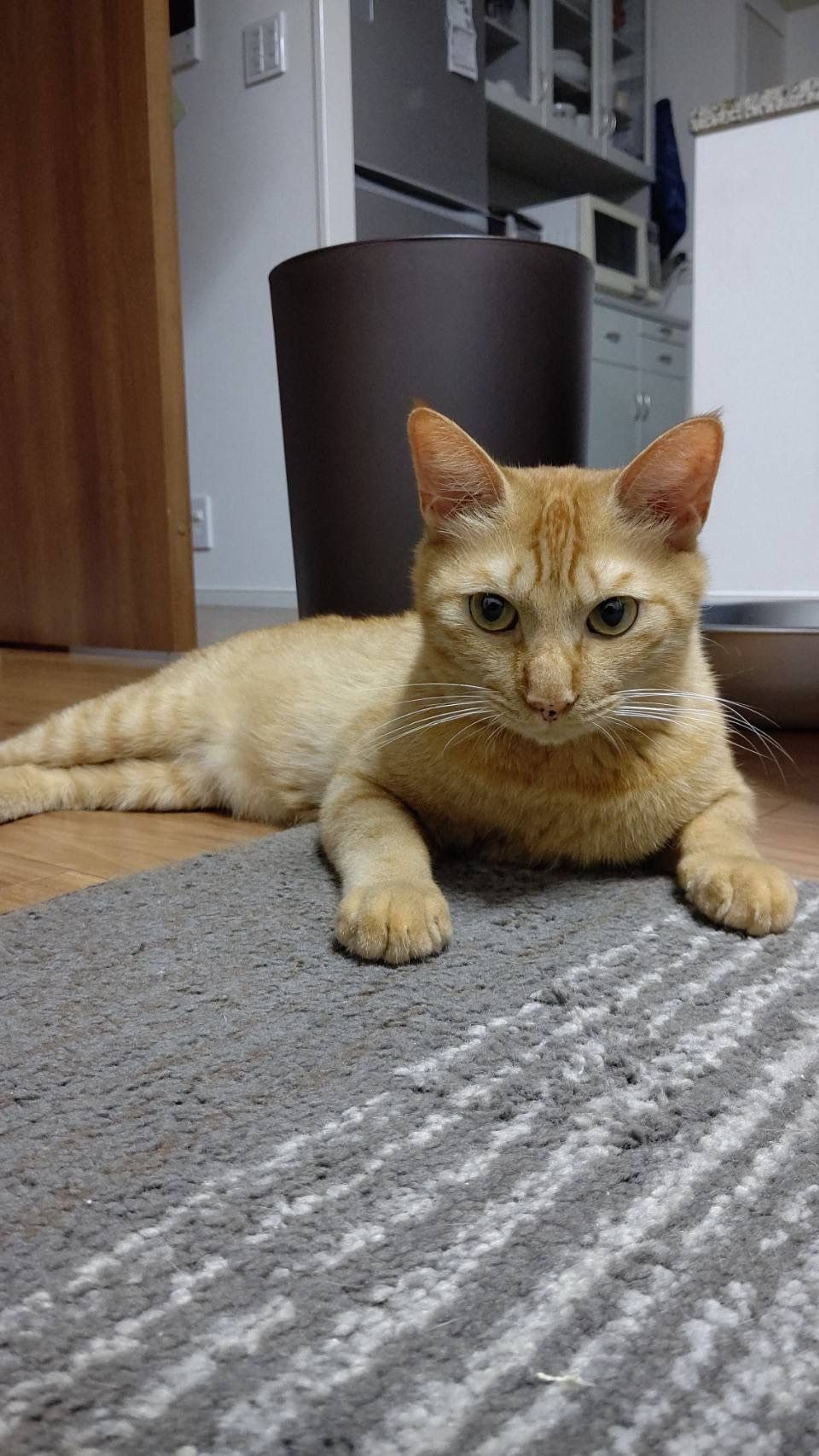 pet-image-3