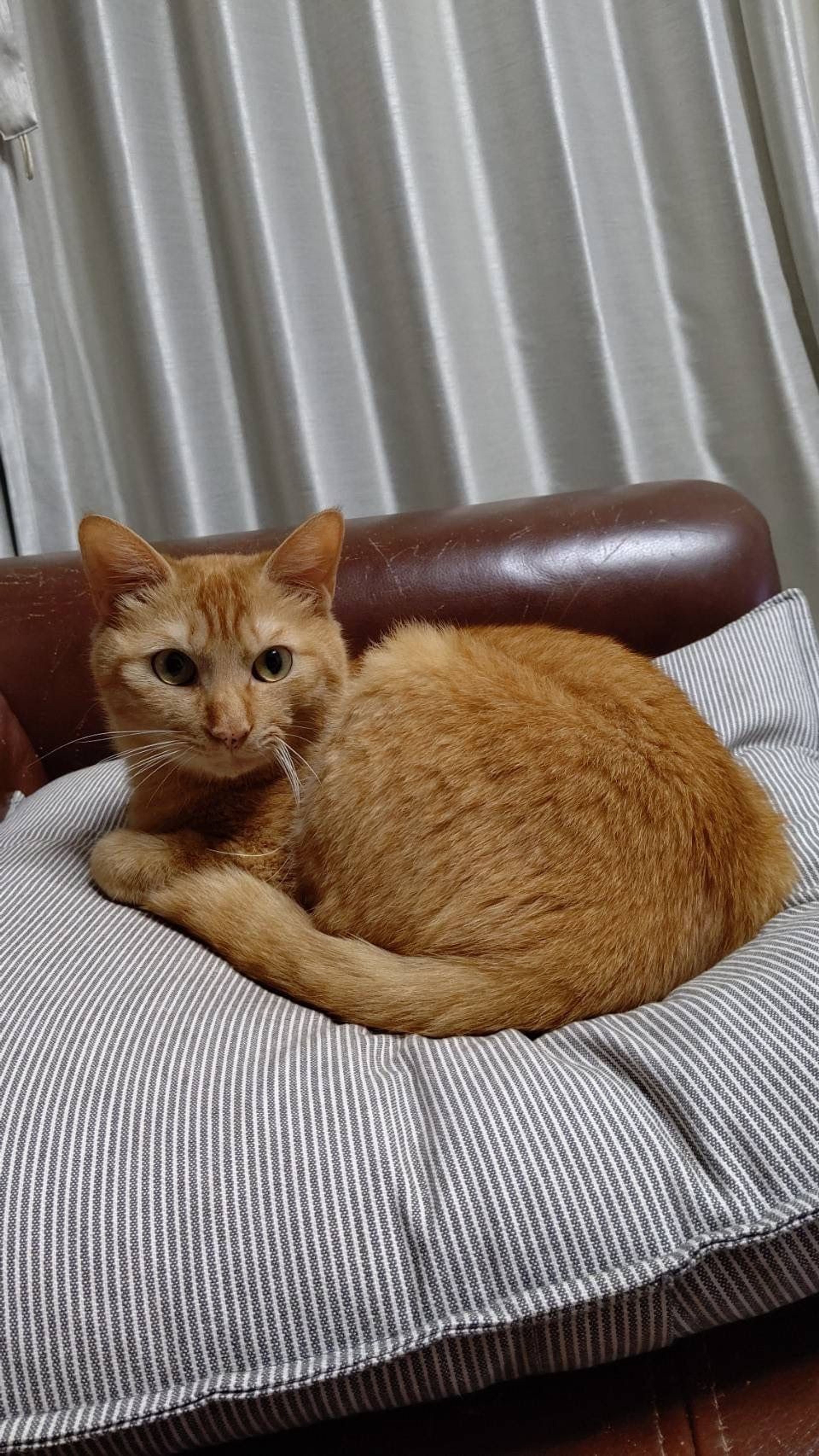 pet-image-4