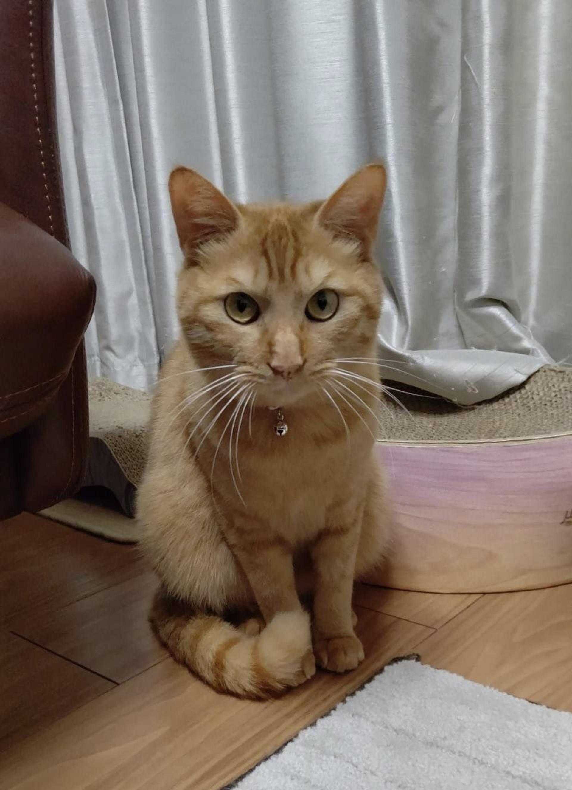 pet-image-5