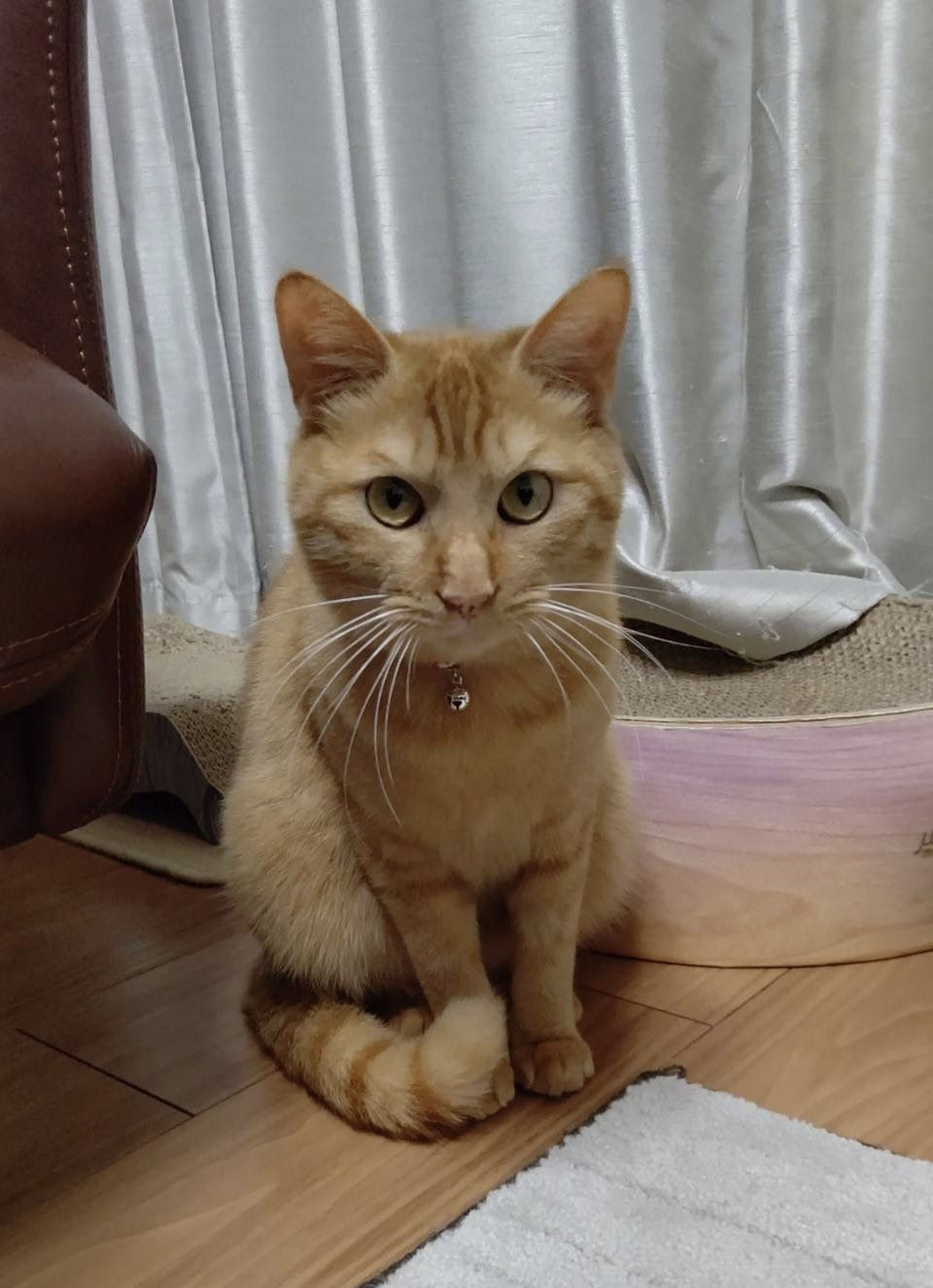 pet-image-5