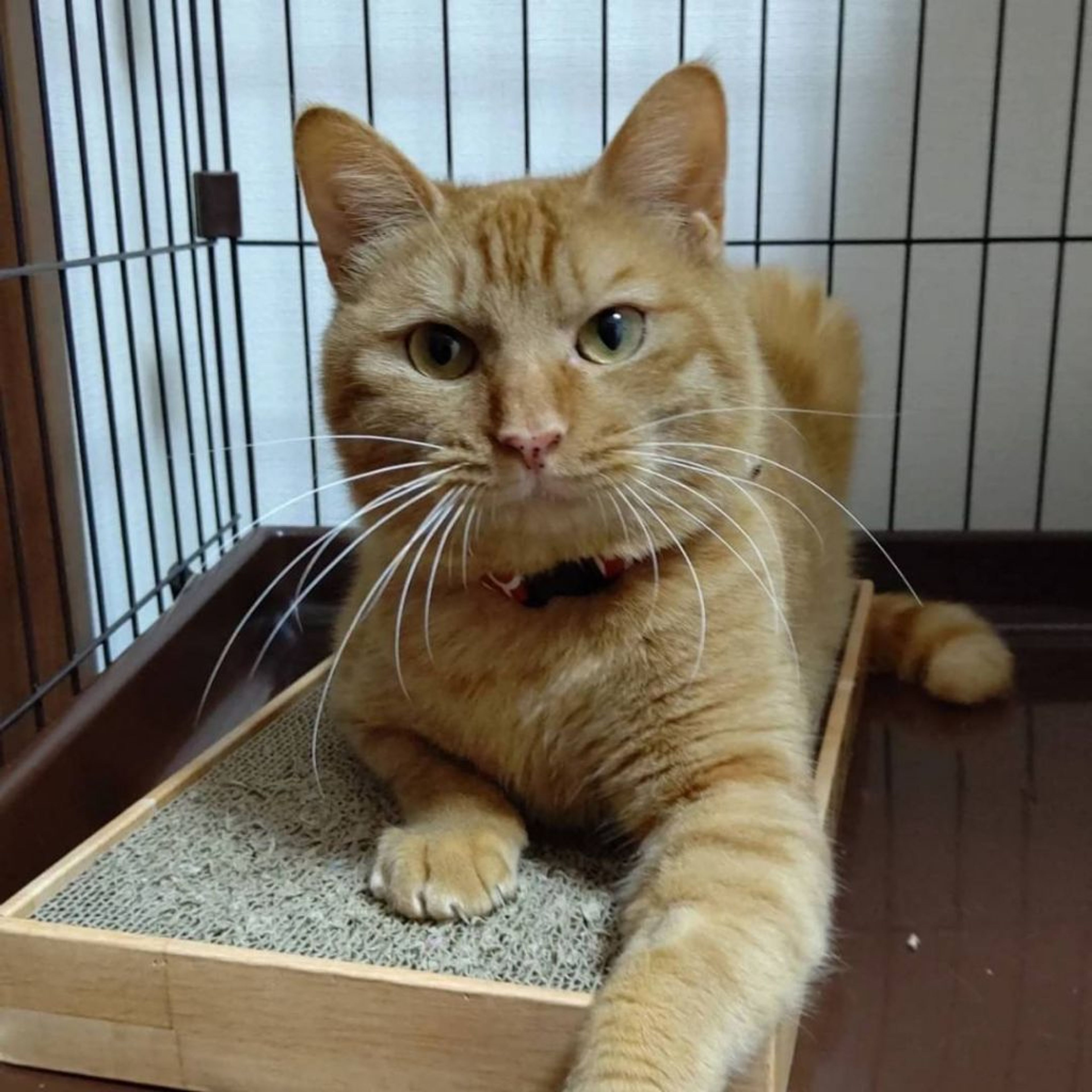 pet-image-6