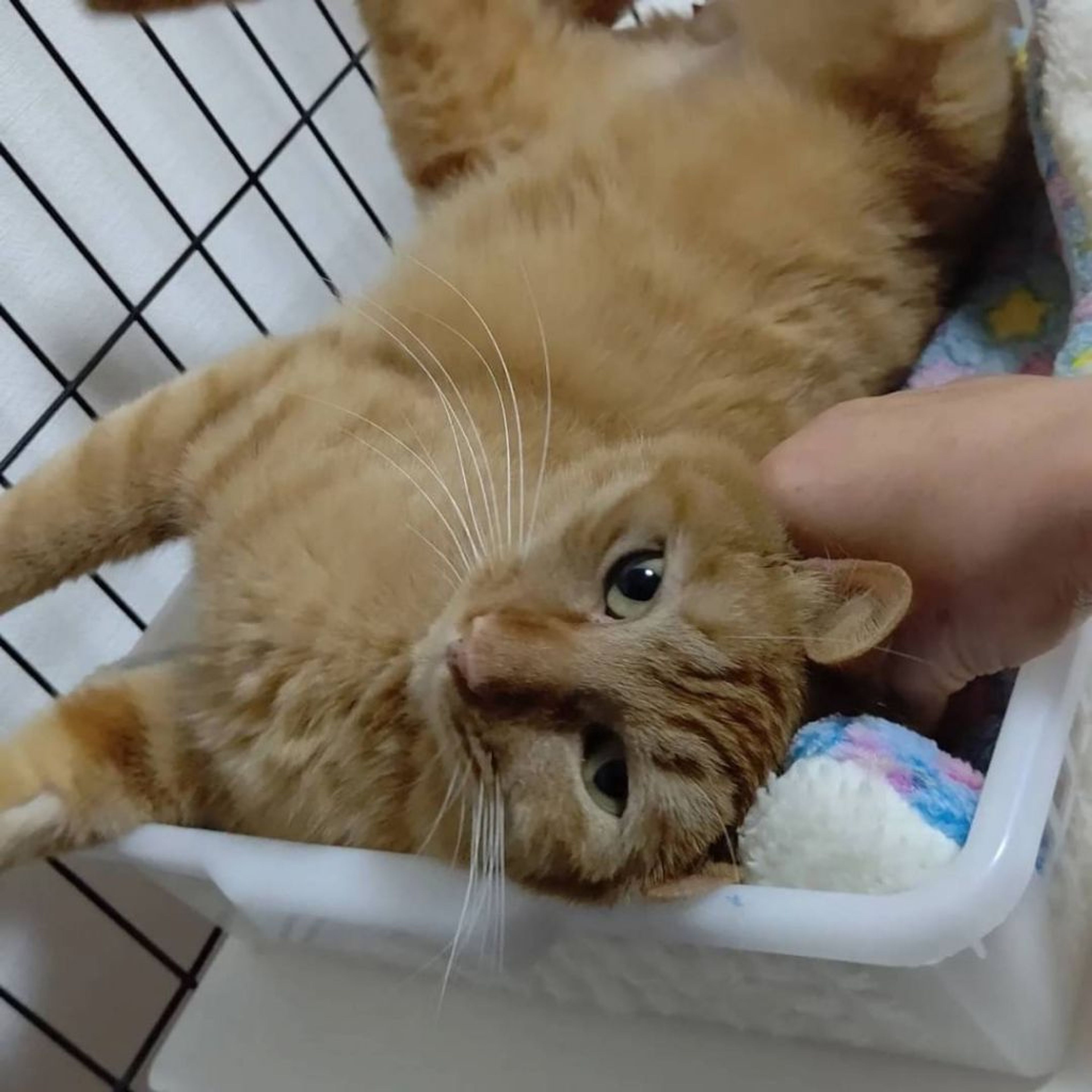 pet-image-7
