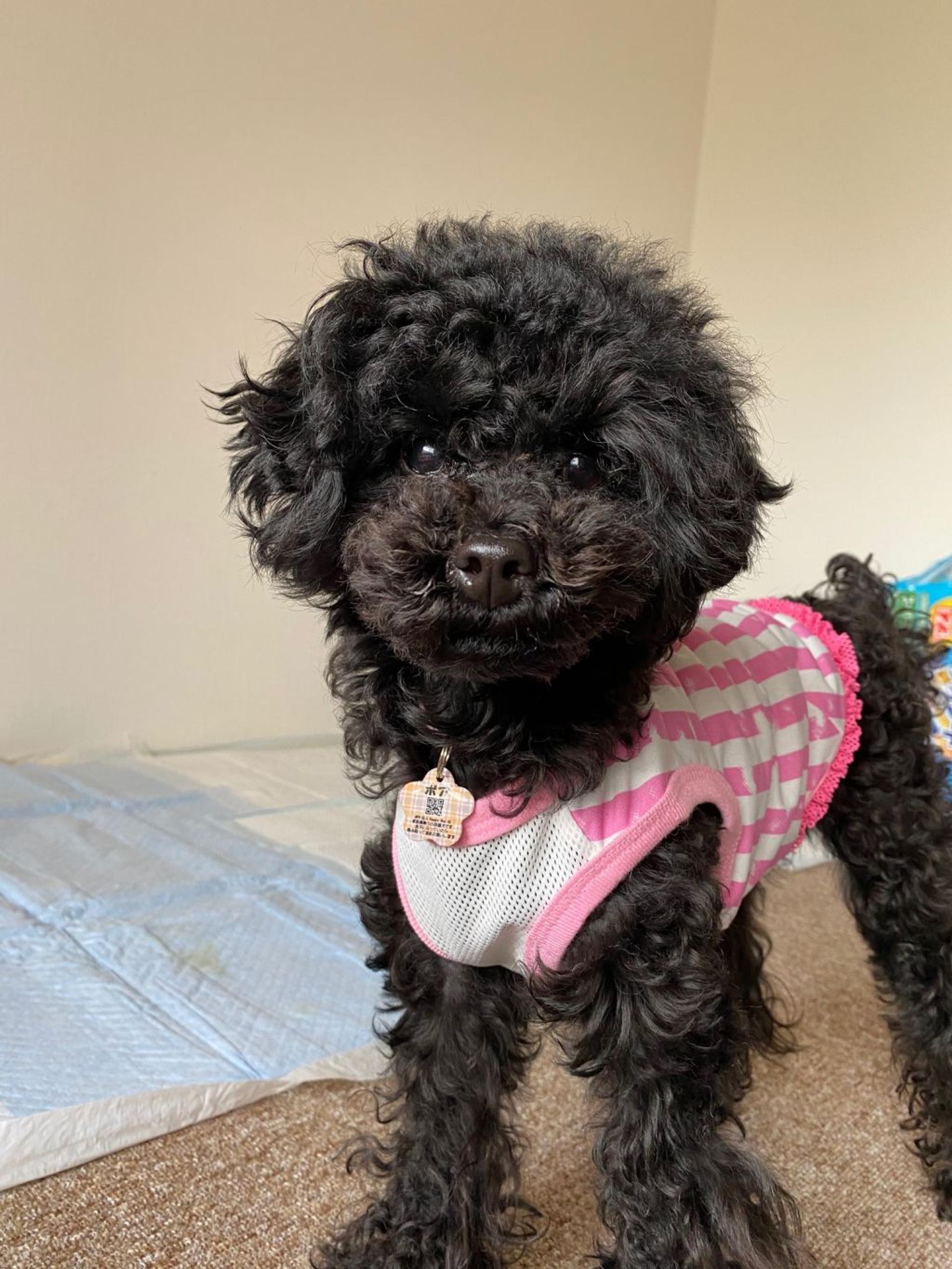 pet-image-4