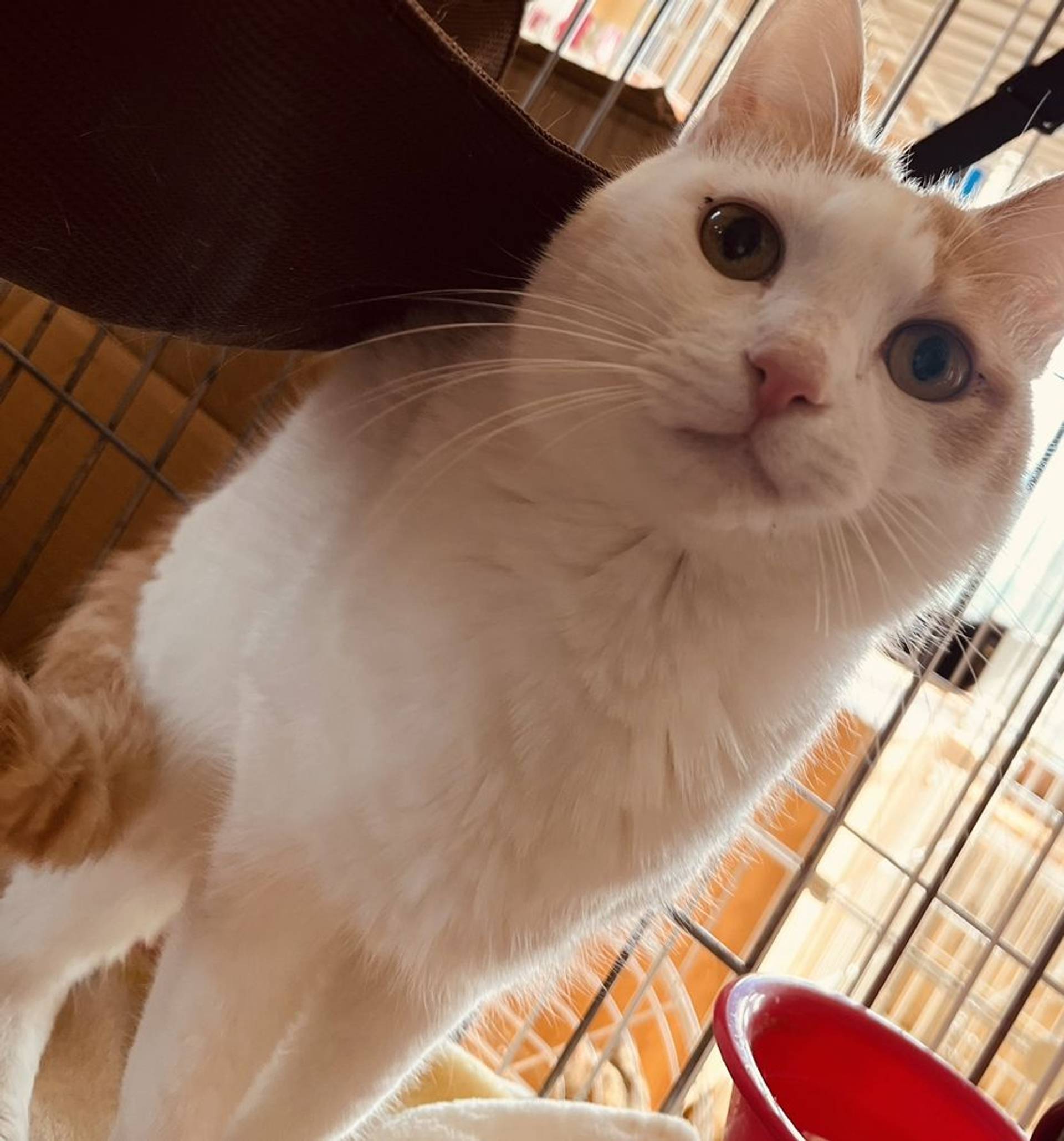 雑種（ミックス猫）・オスの里親募集の写真