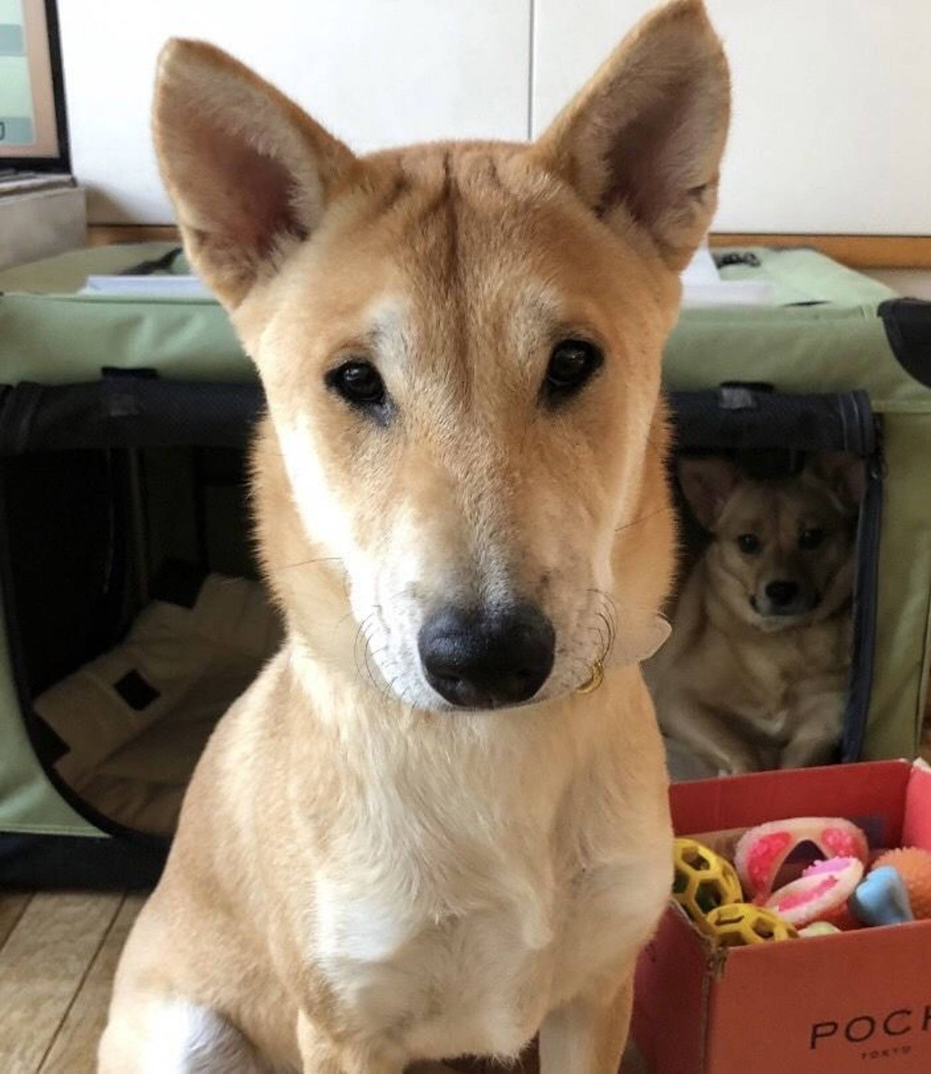 柴犬・オスの里親募集の写真