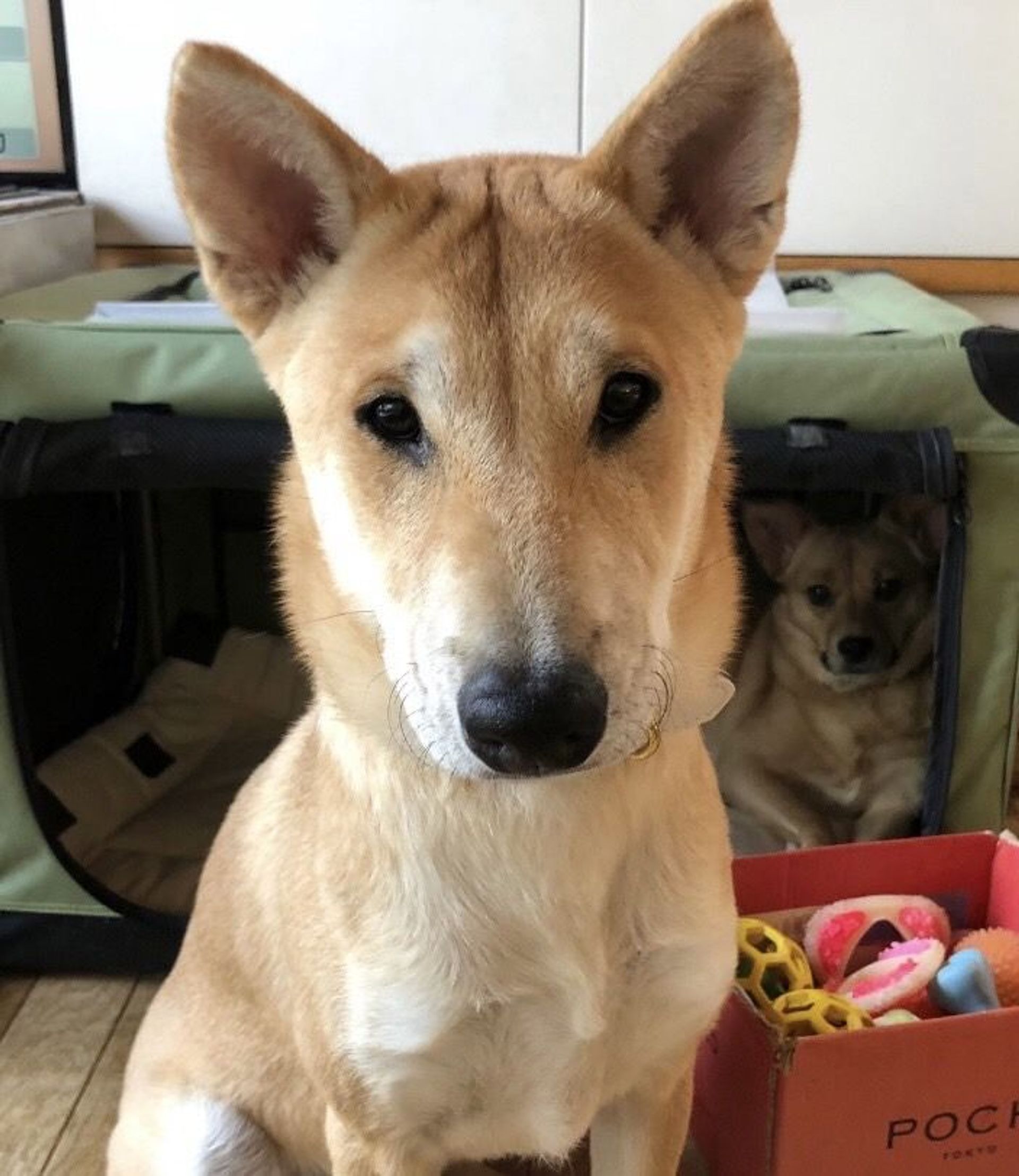 柴犬・オスの里親募集の写真