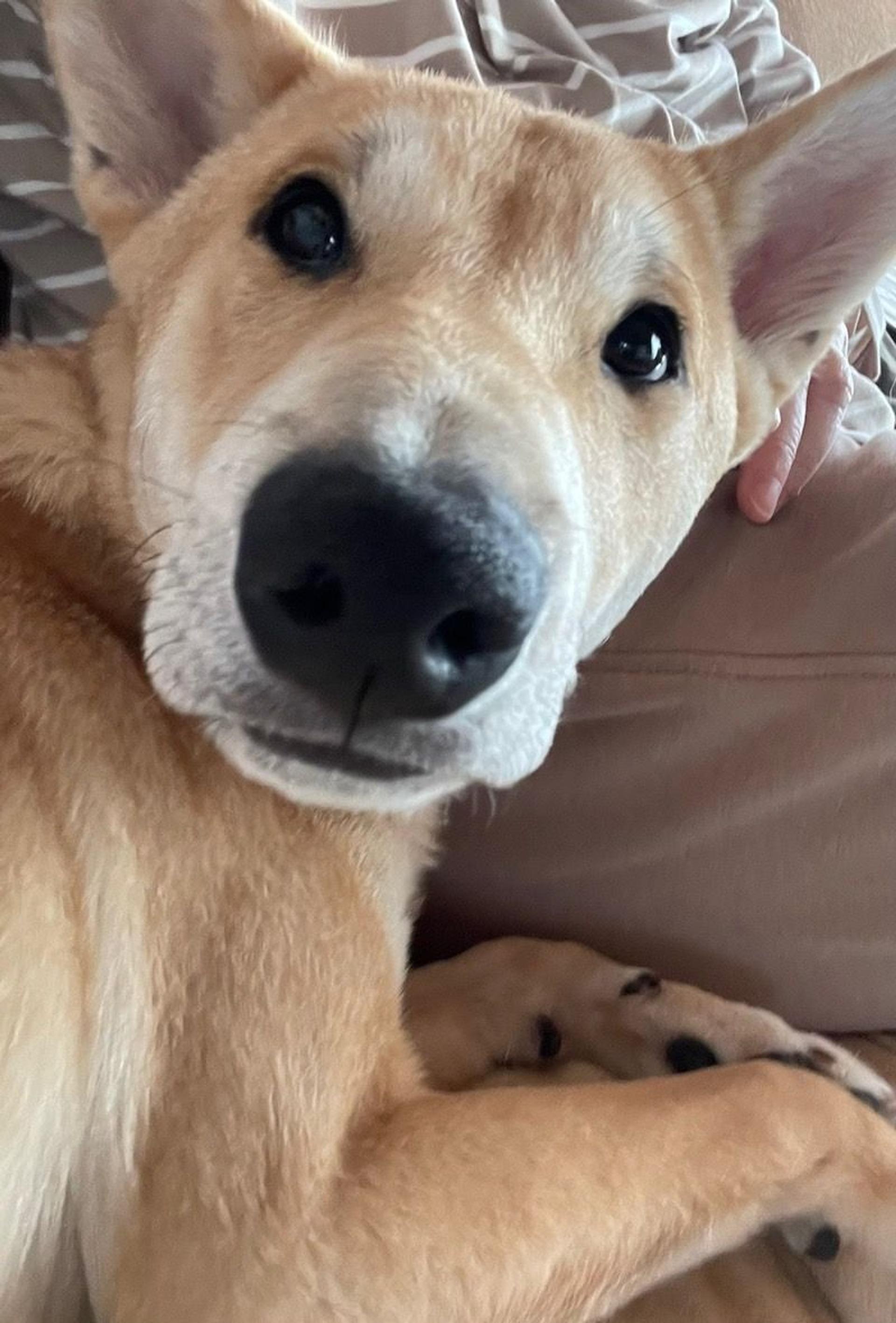 pet-image-5