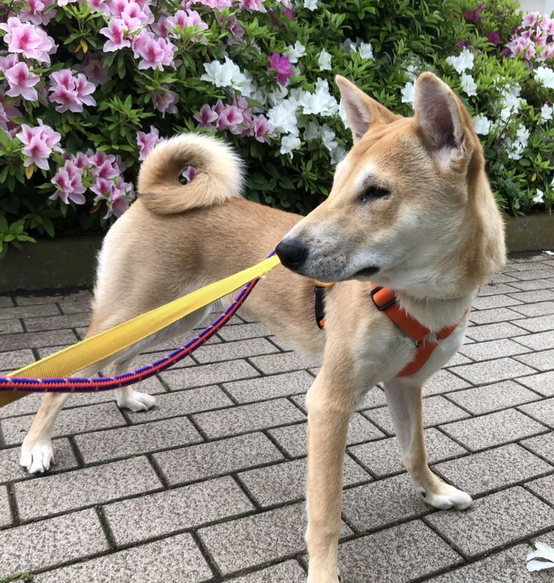 pet-image-6