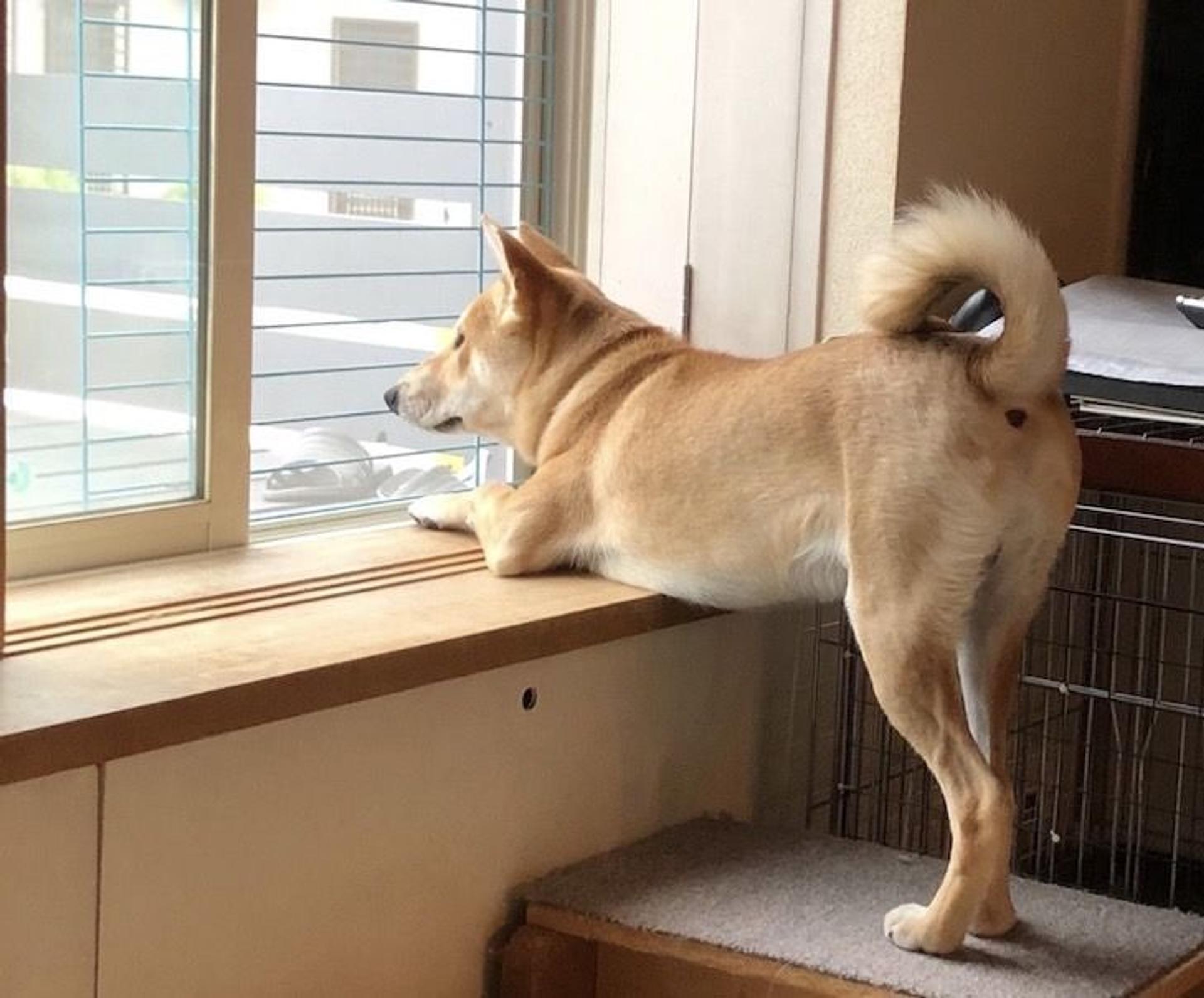 pet-image-8
