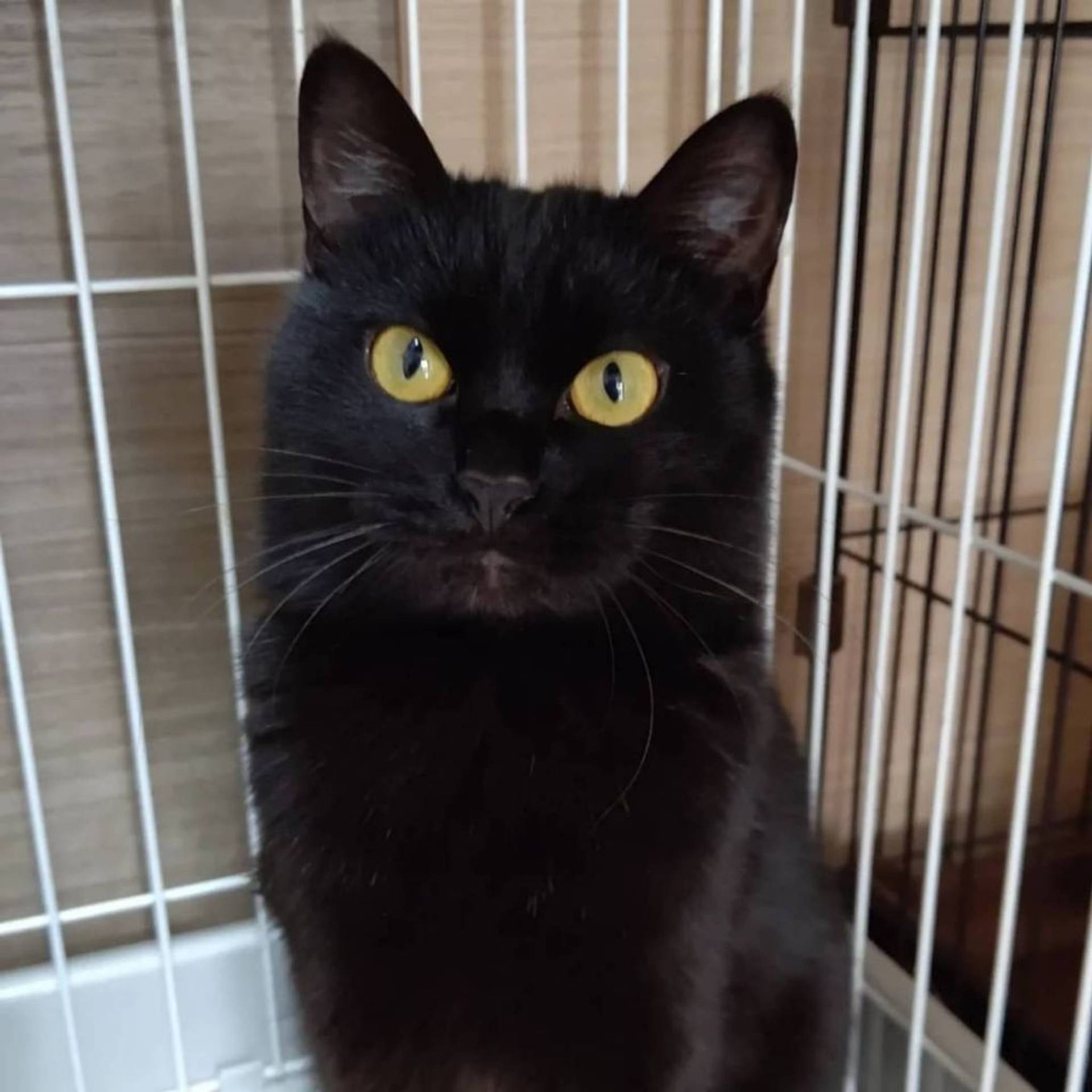 雑種（ミックス猫）・メスの里親募集の写真