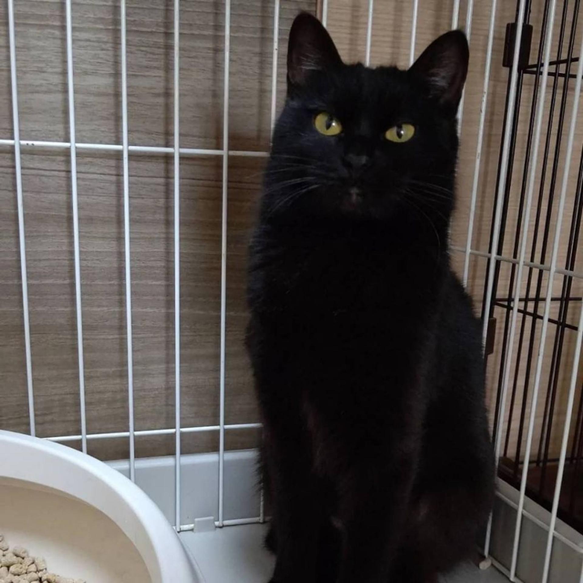 pet-image-2