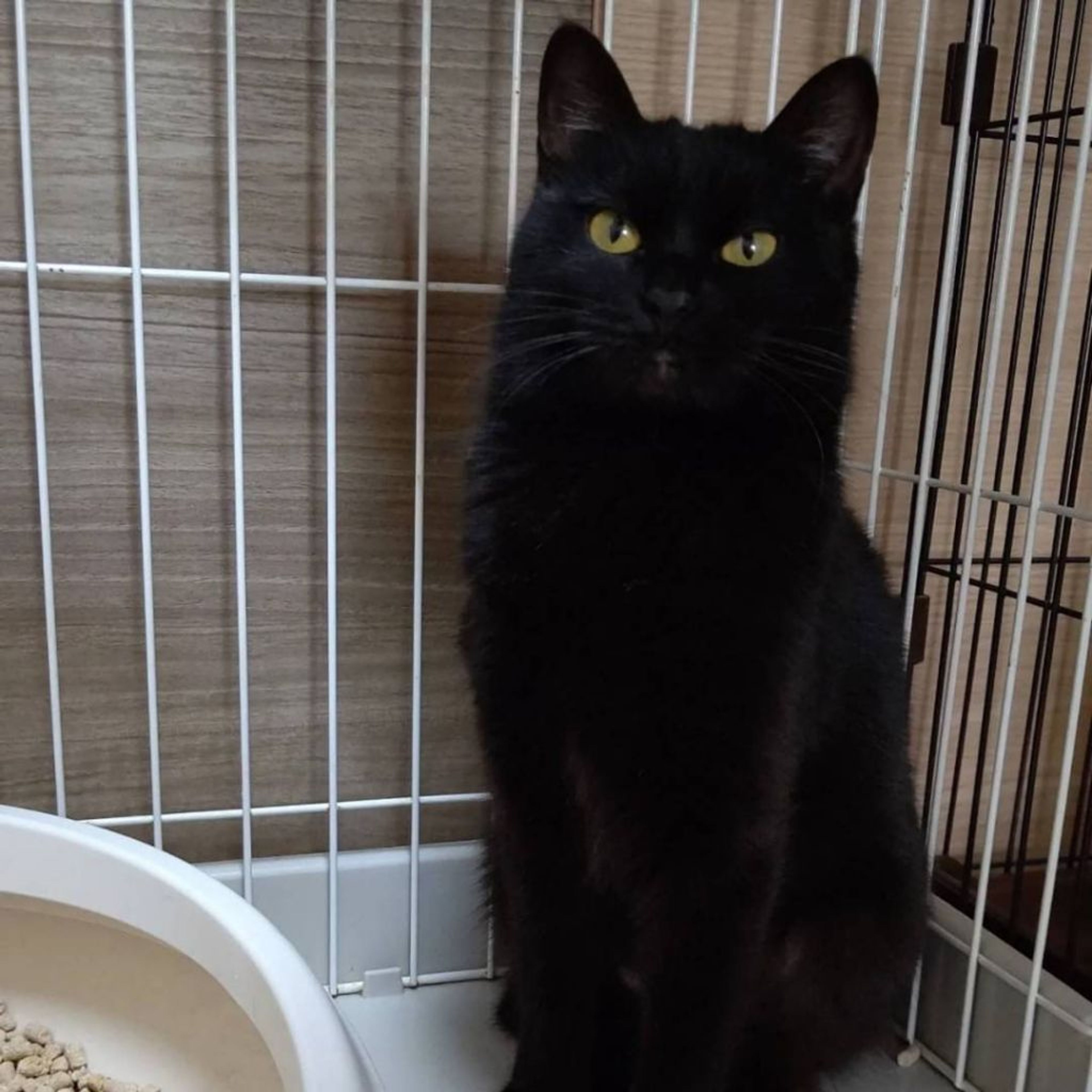 pet-image-2