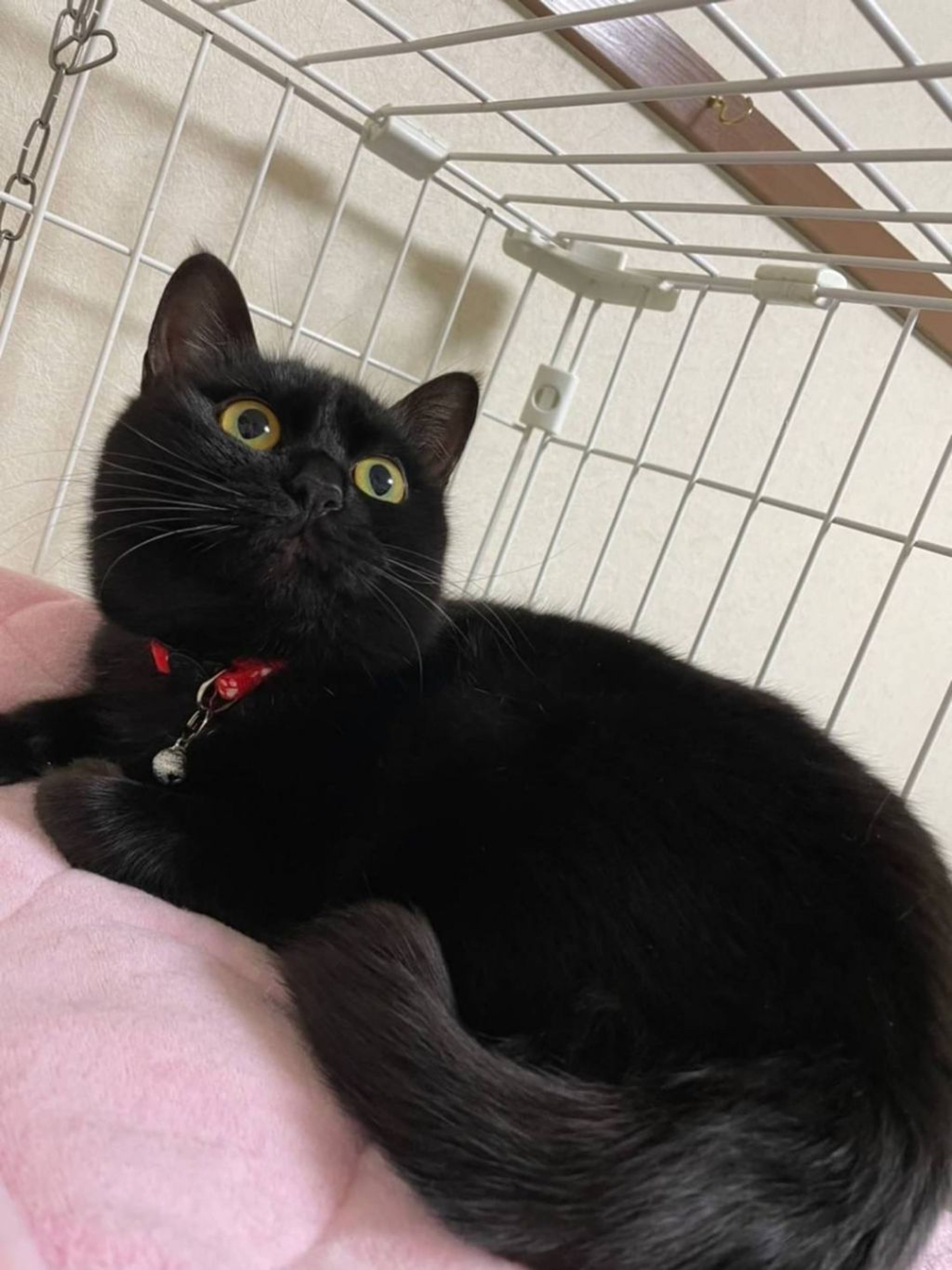 pet-image-3