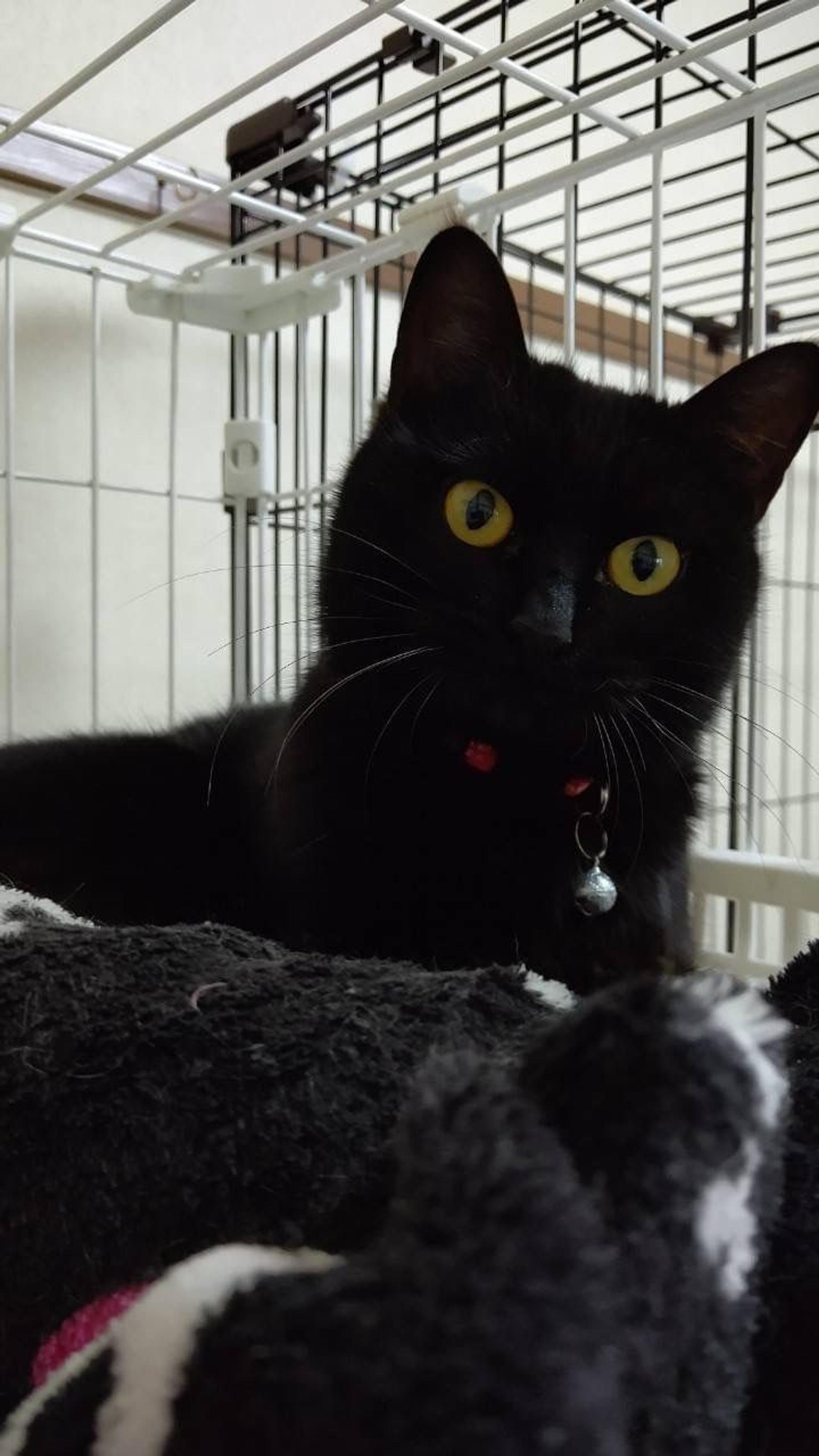 pet-image-4