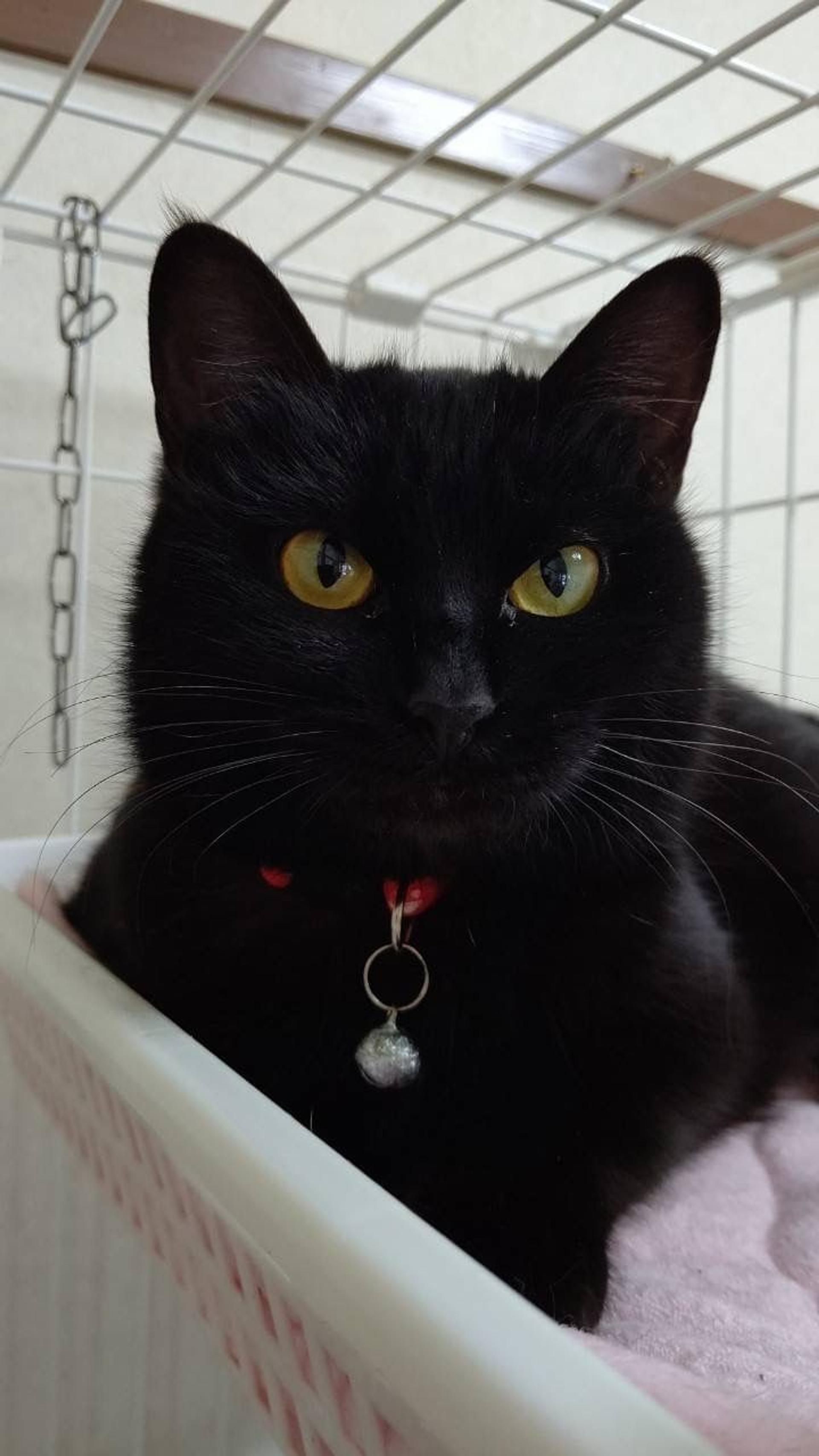 pet-image-5