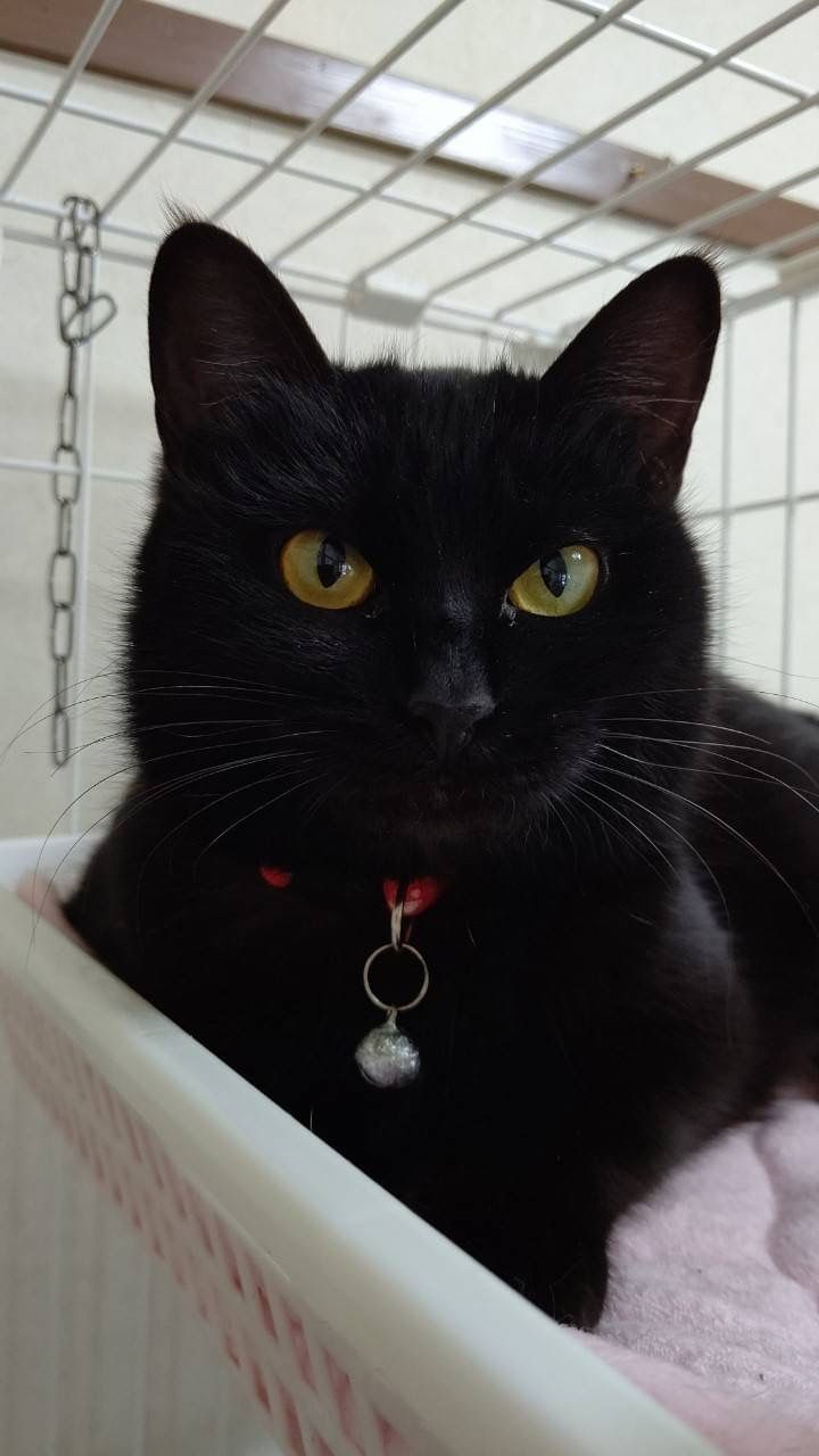 pet-image-5