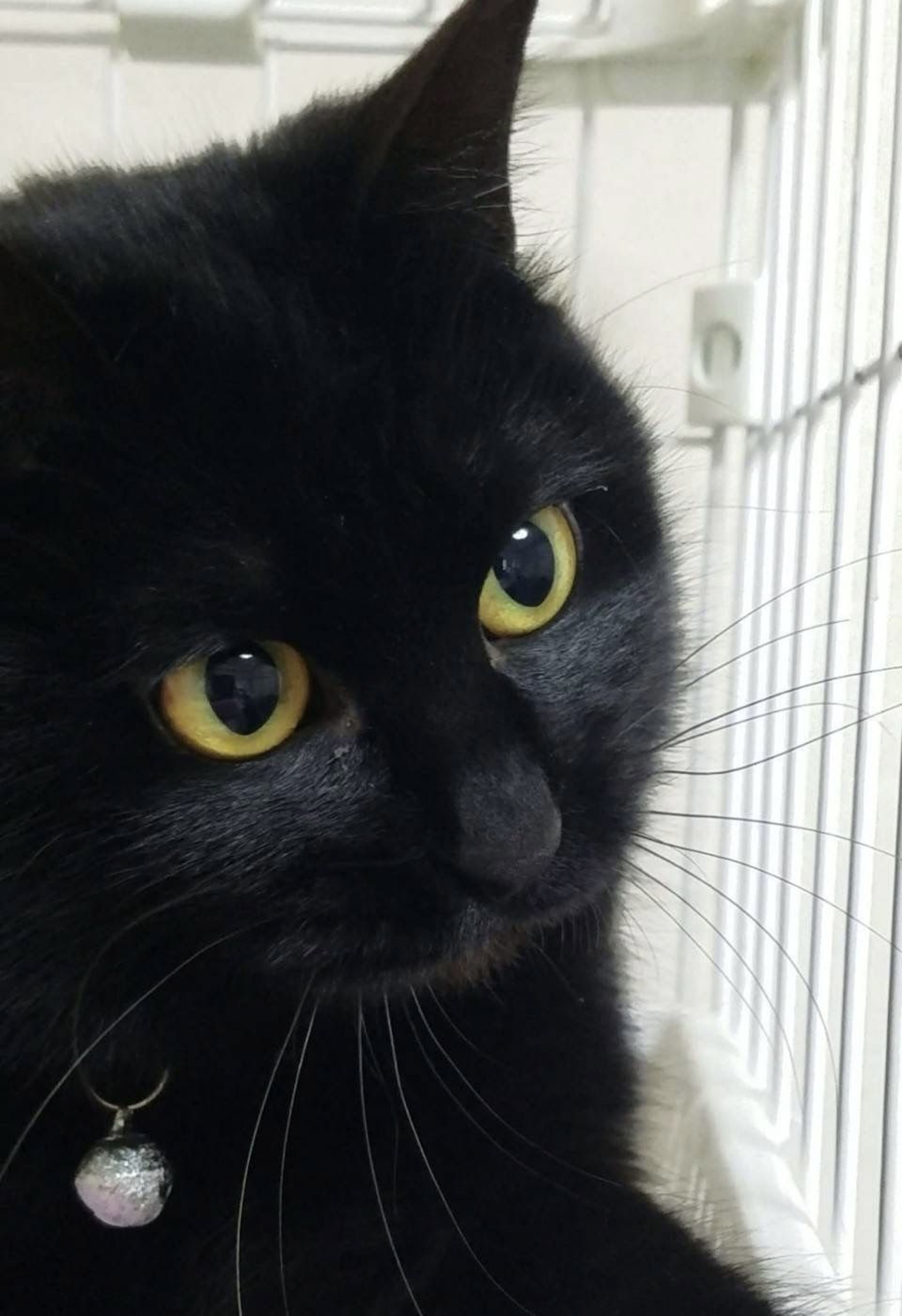 pet-image-6