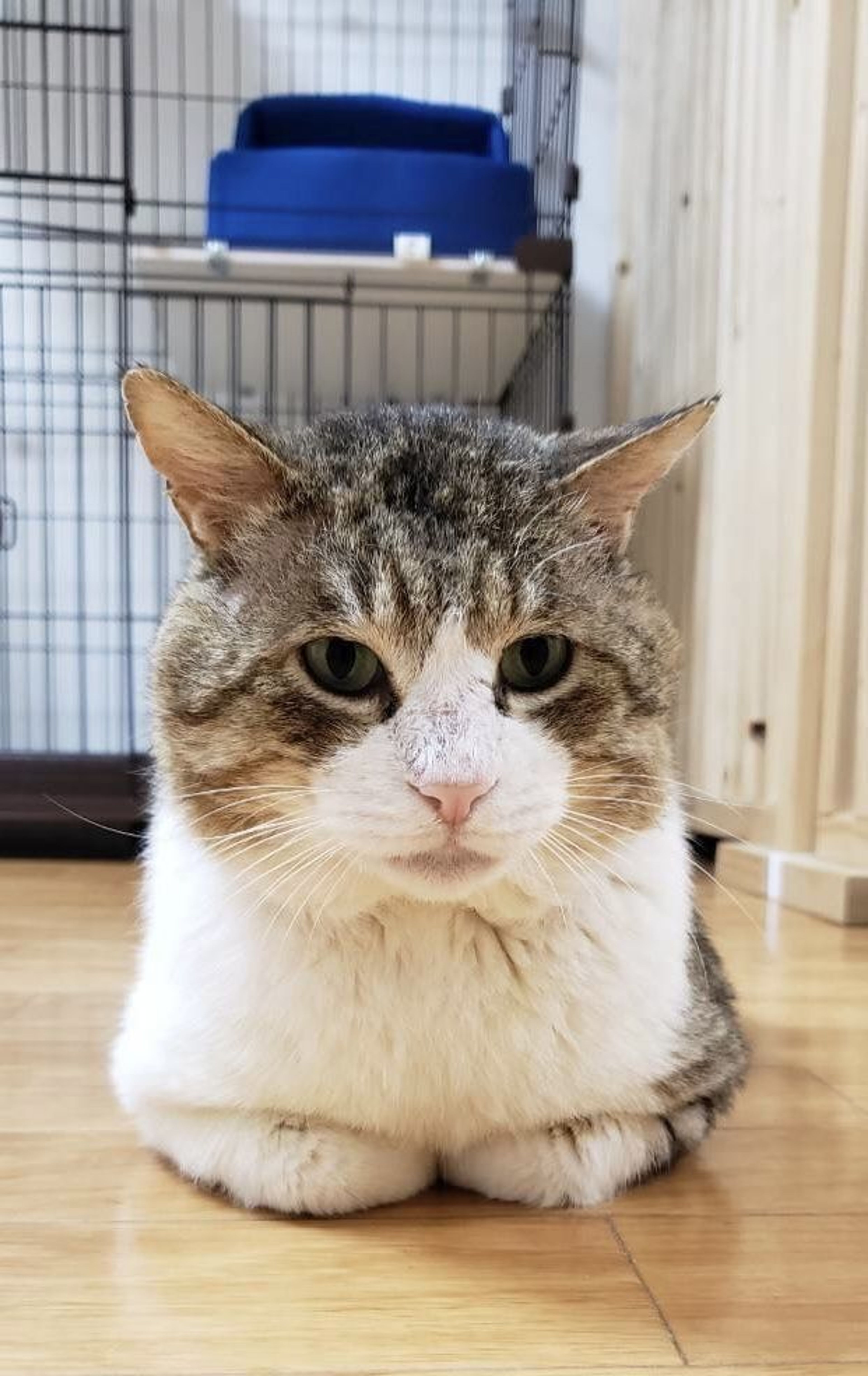 雑種（ミックス猫）・オスの里親募集の写真