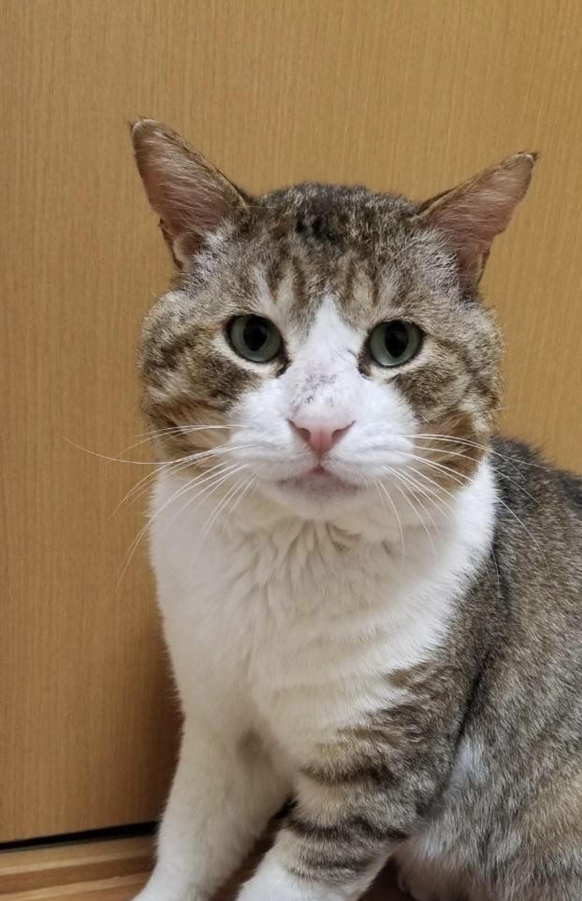 pet-image-2