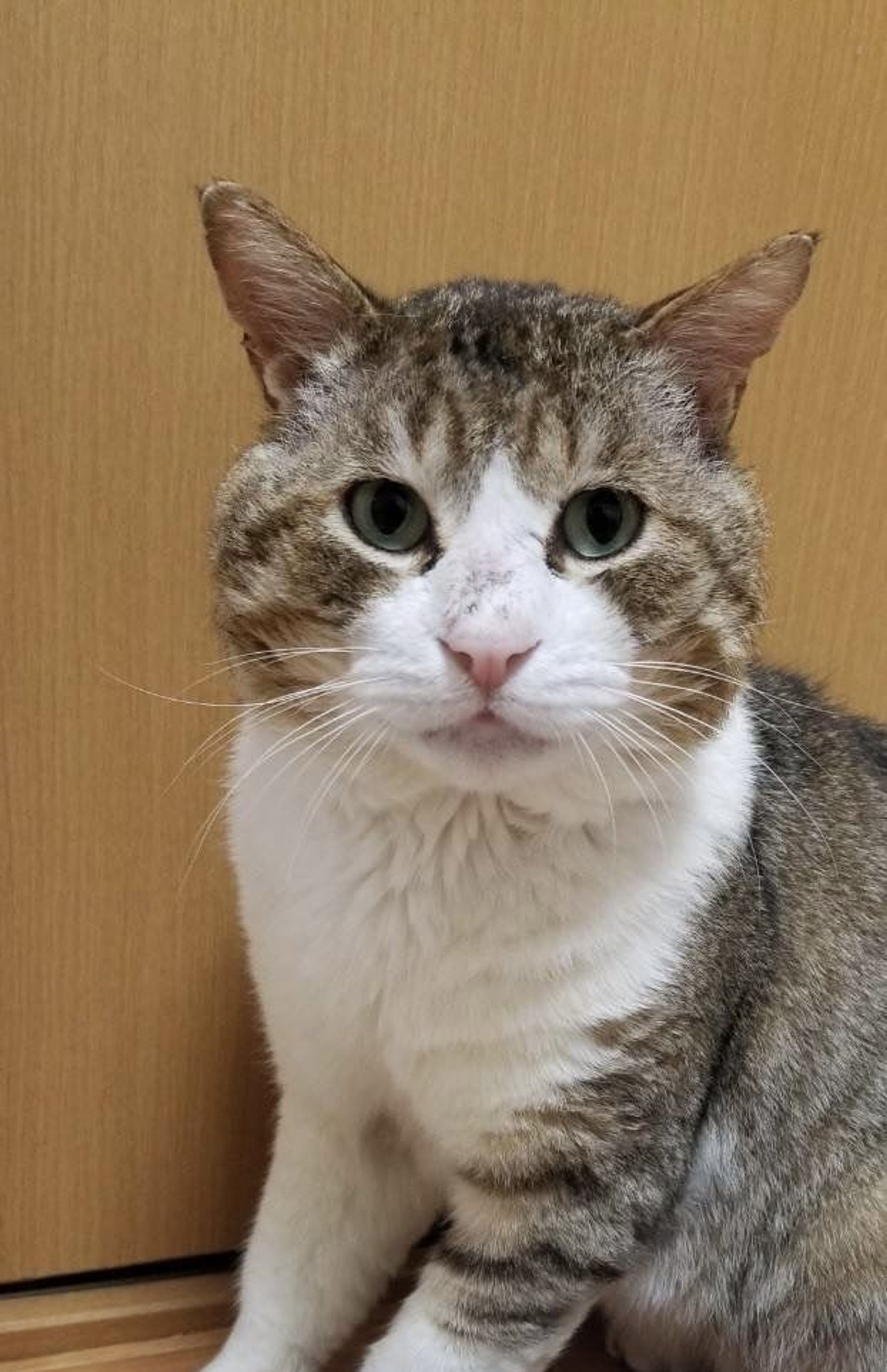 pet-image-2