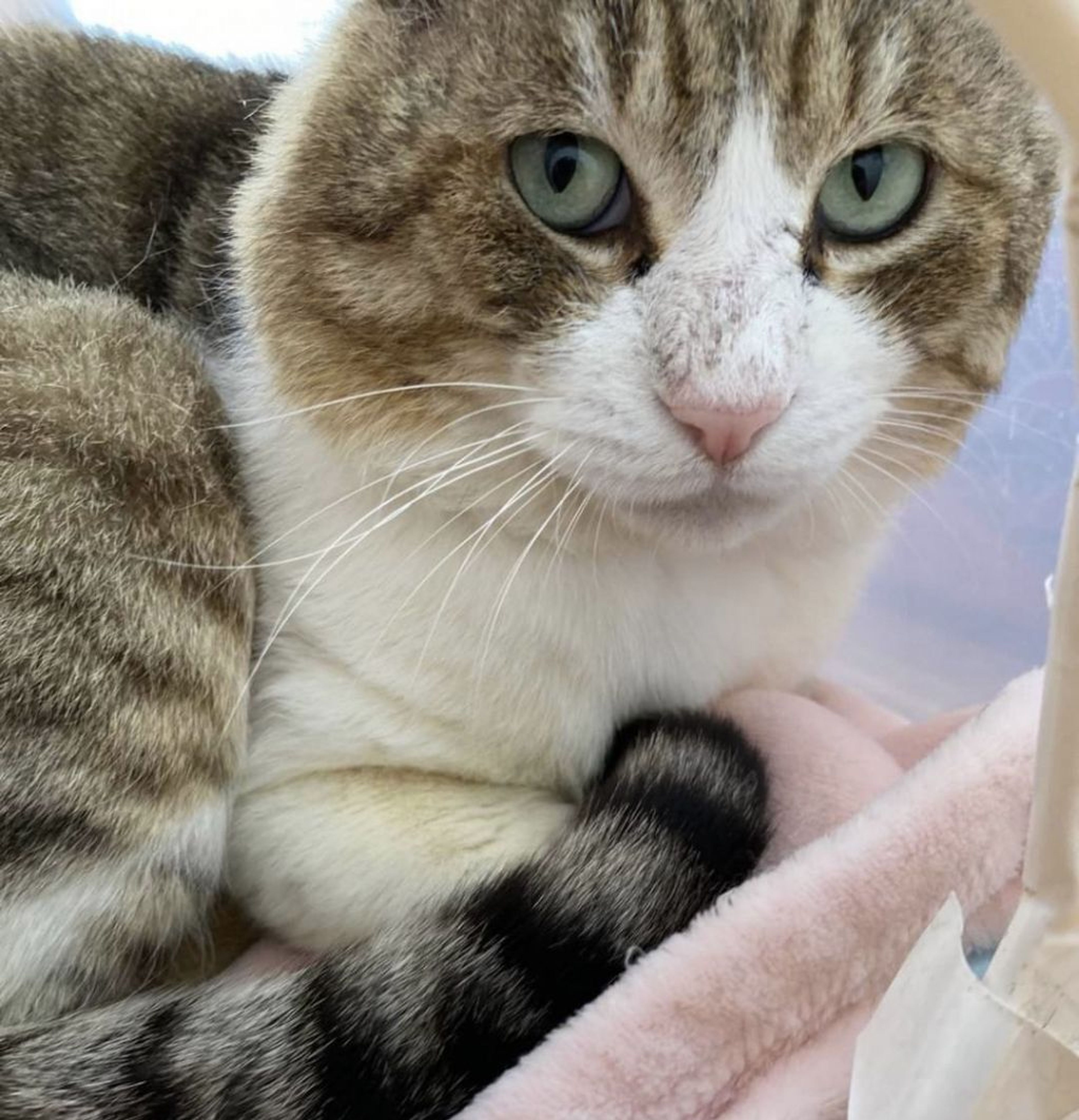 pet-image-3