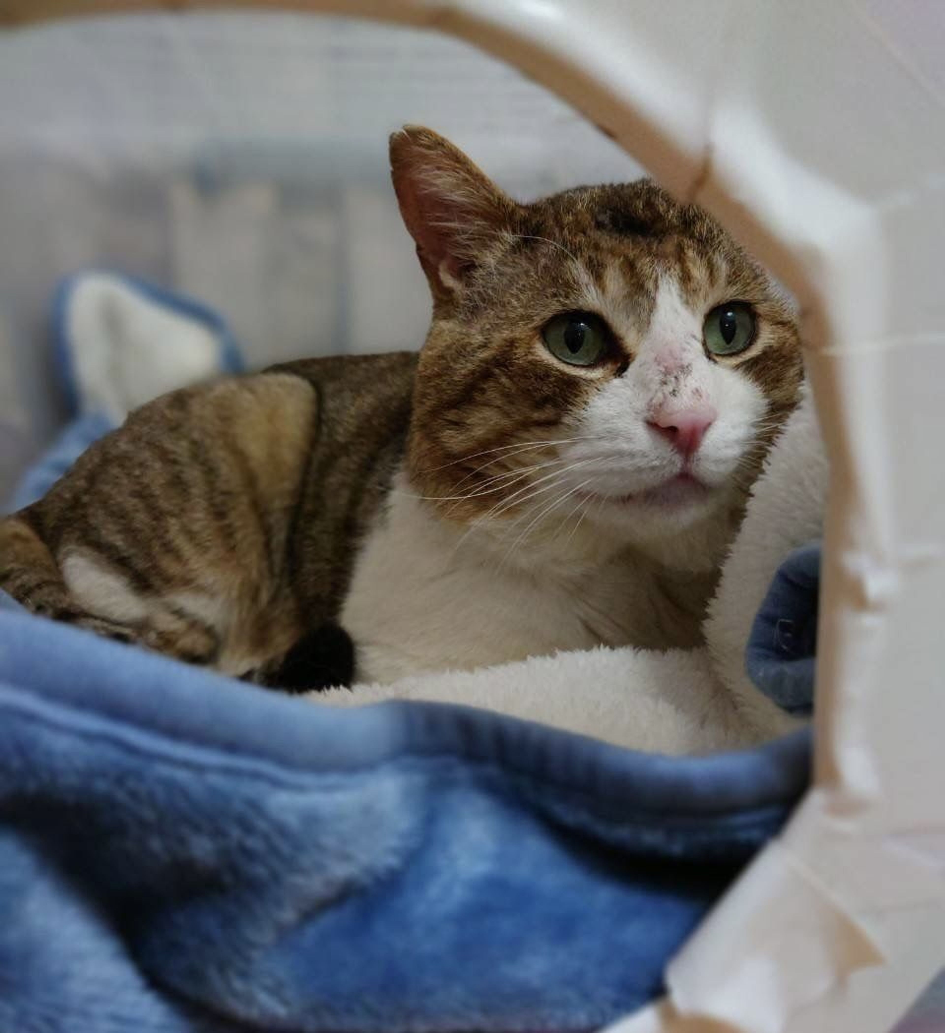 pet-image-4