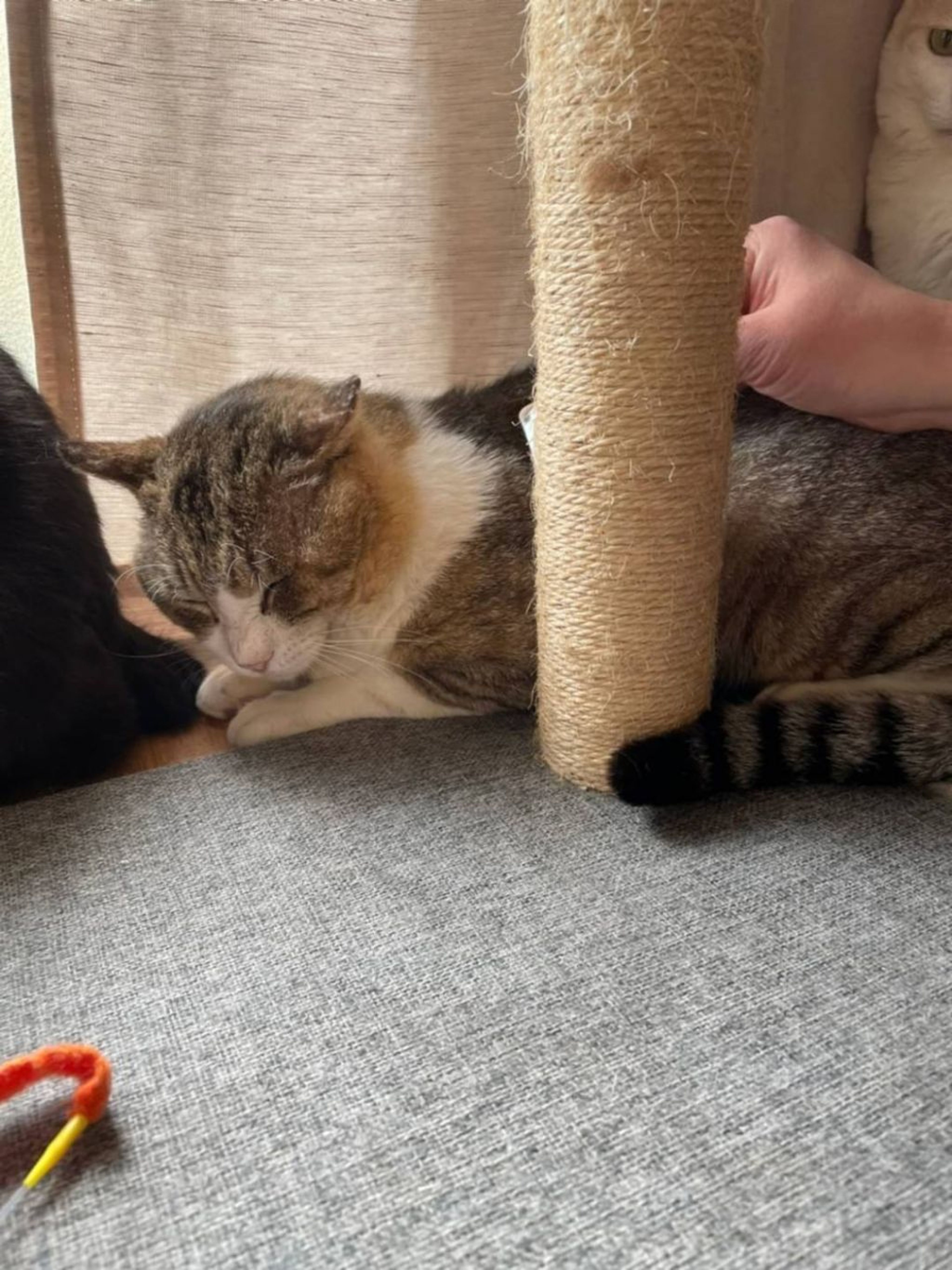 pet-image-6