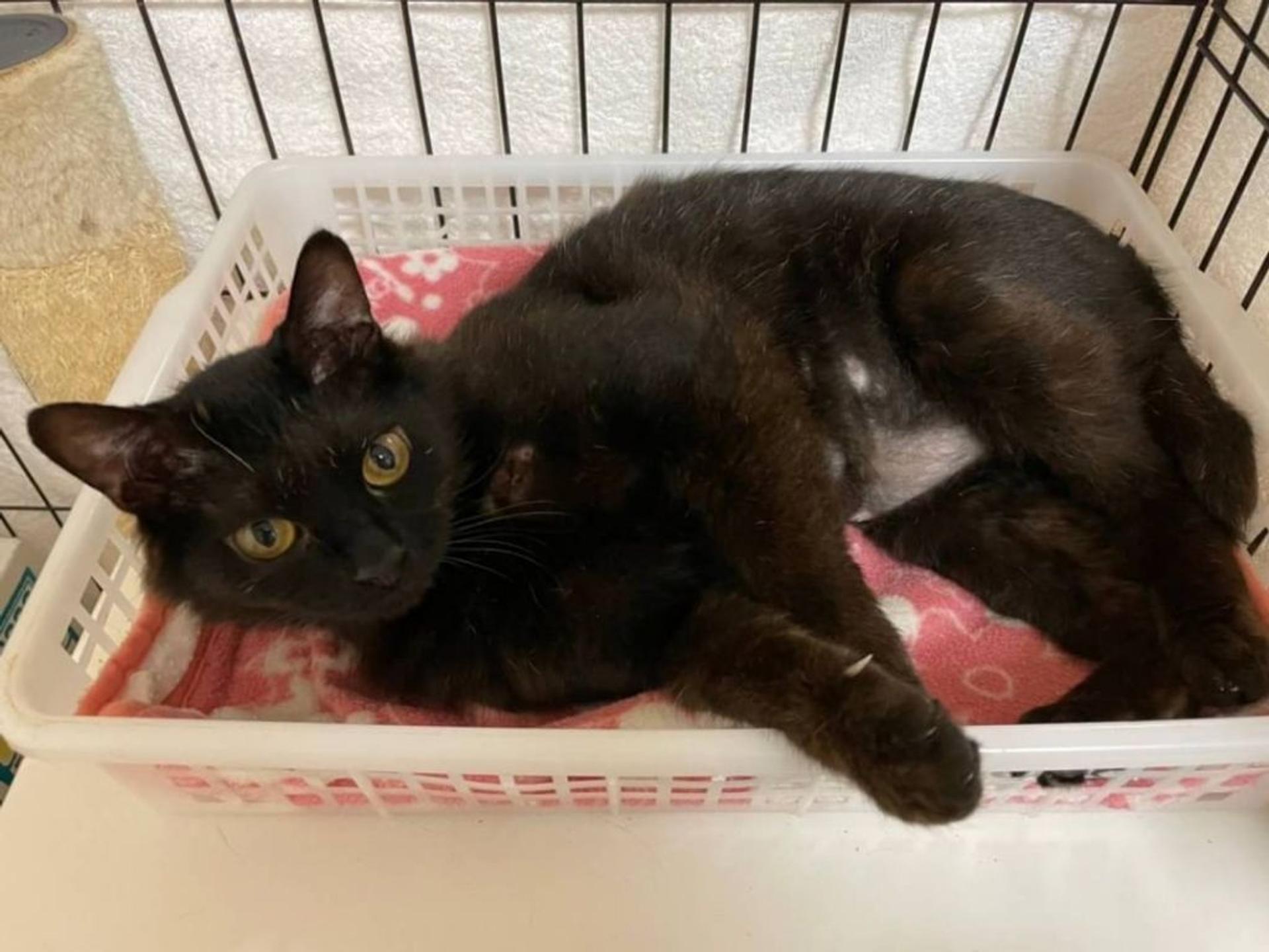 pet-image-3