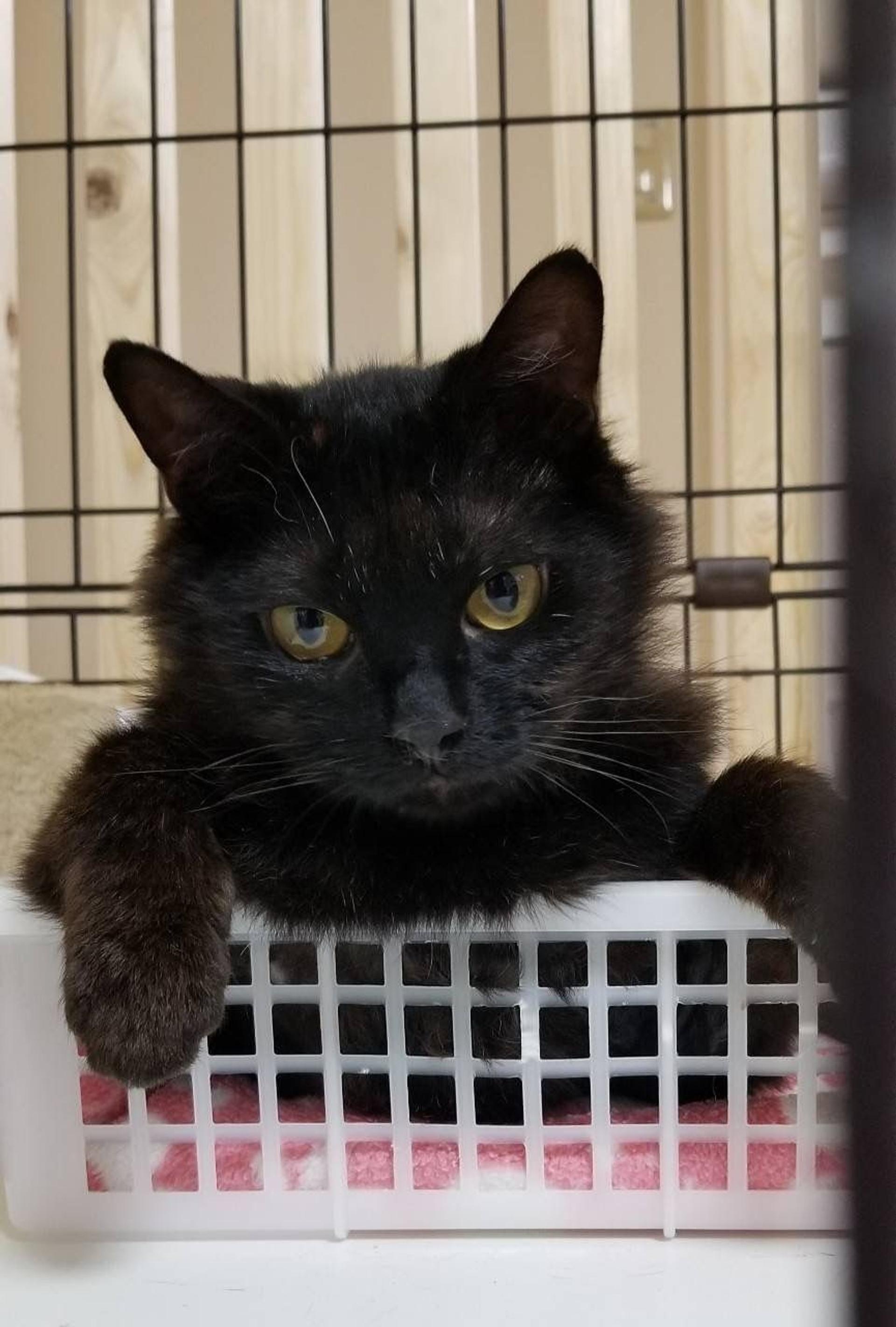 pet-image-8