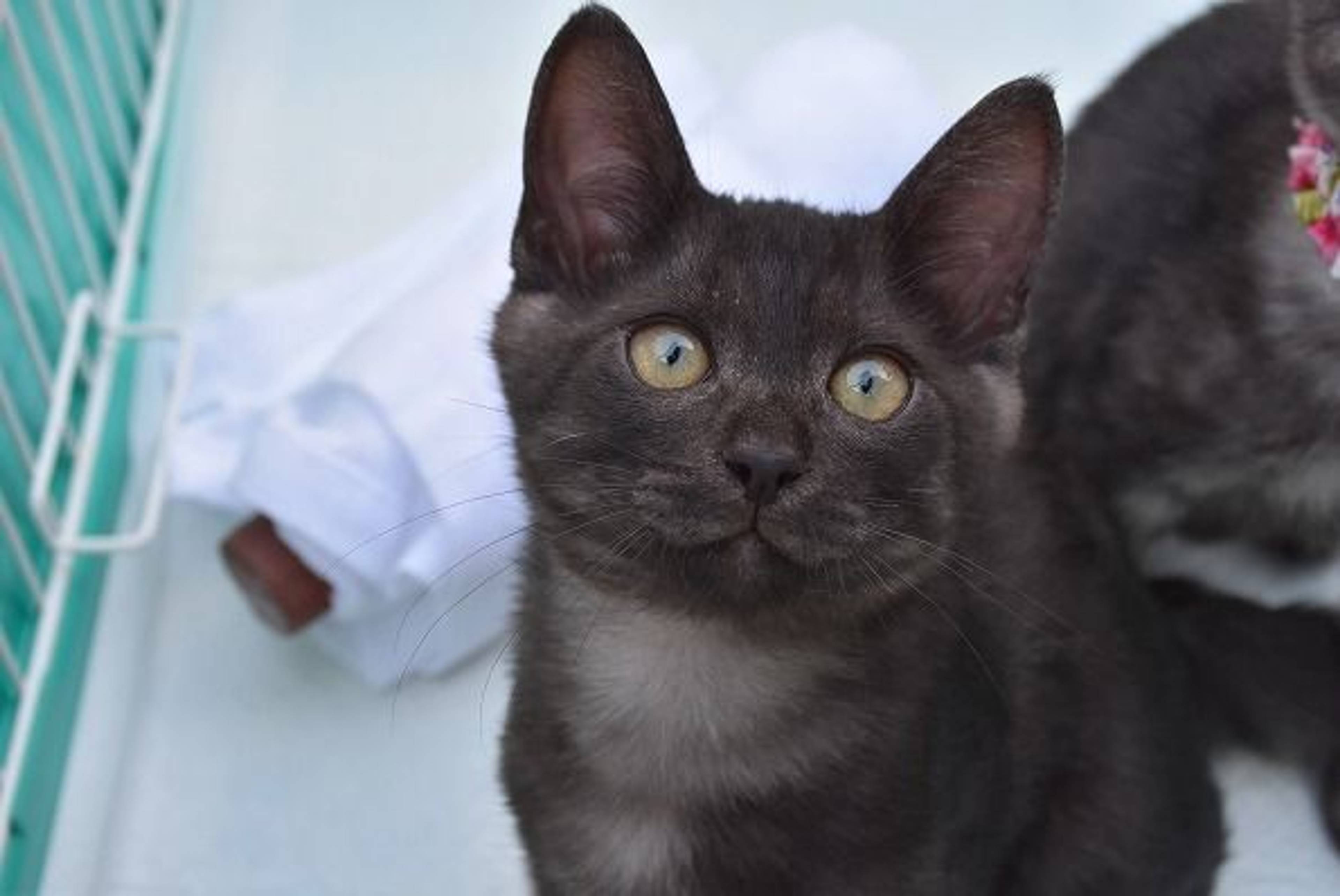 雑種（ミックス猫）・オスの里親募集の写真