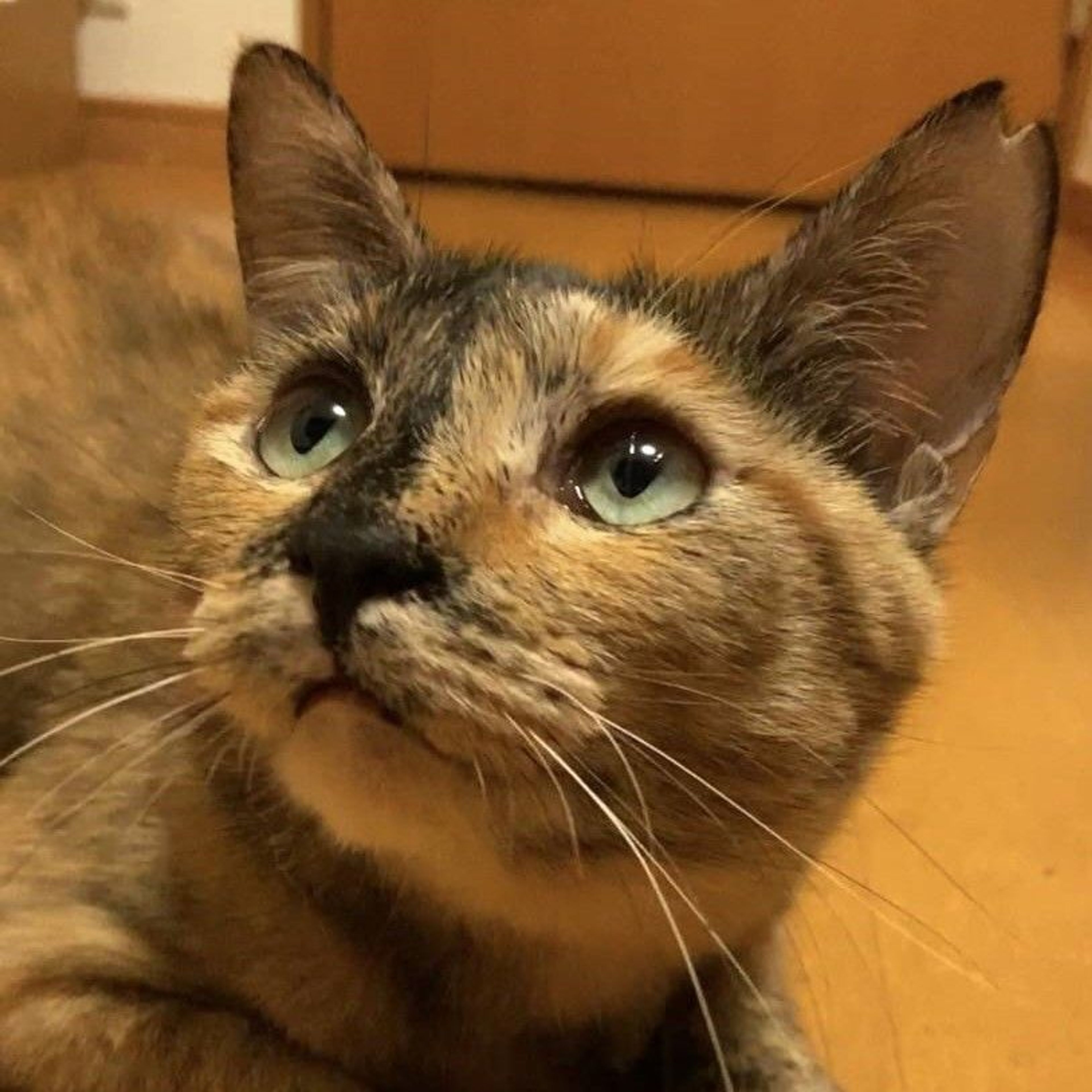 雑種（ミックス猫）・メスの里親募集の写真