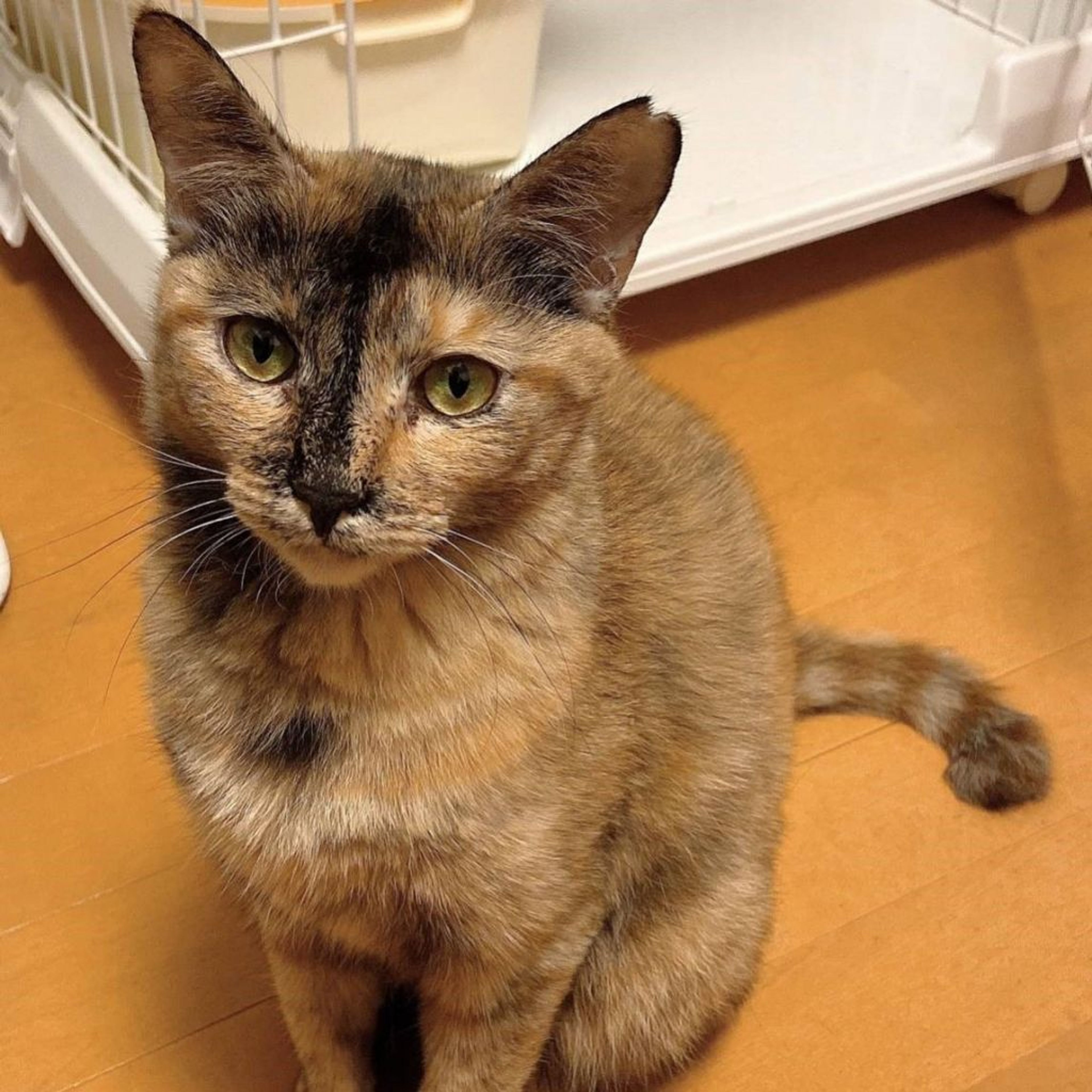 pet-image-2